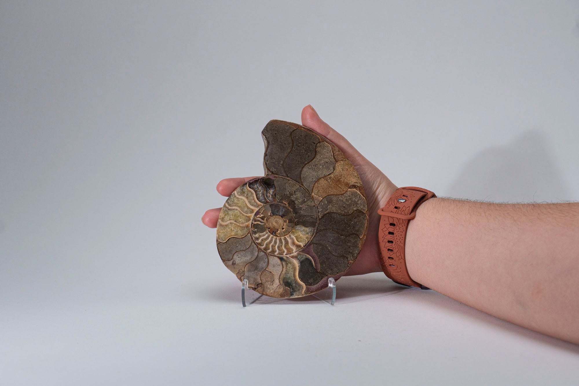 Calcified Ammonite Halve From Madagascar (.7 lbs)