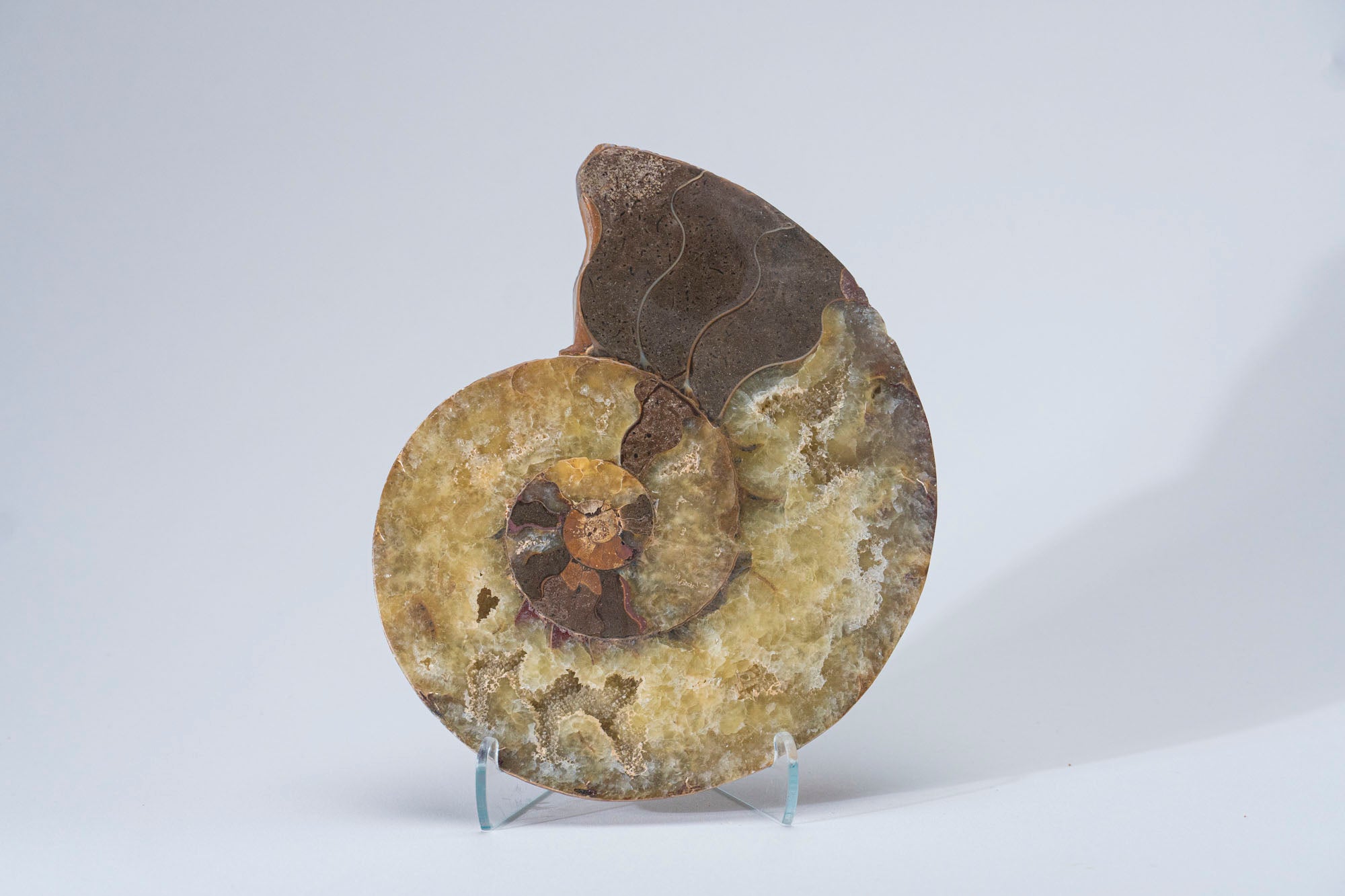 Calcified Ammonite Halve From Madagascar (.8 lbs)