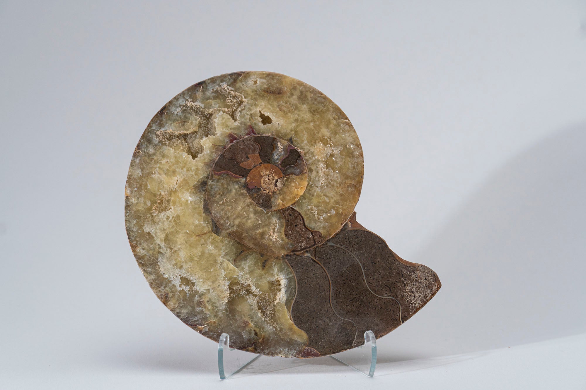 Calcified Ammonite Halve From Madagascar (.8 lbs)