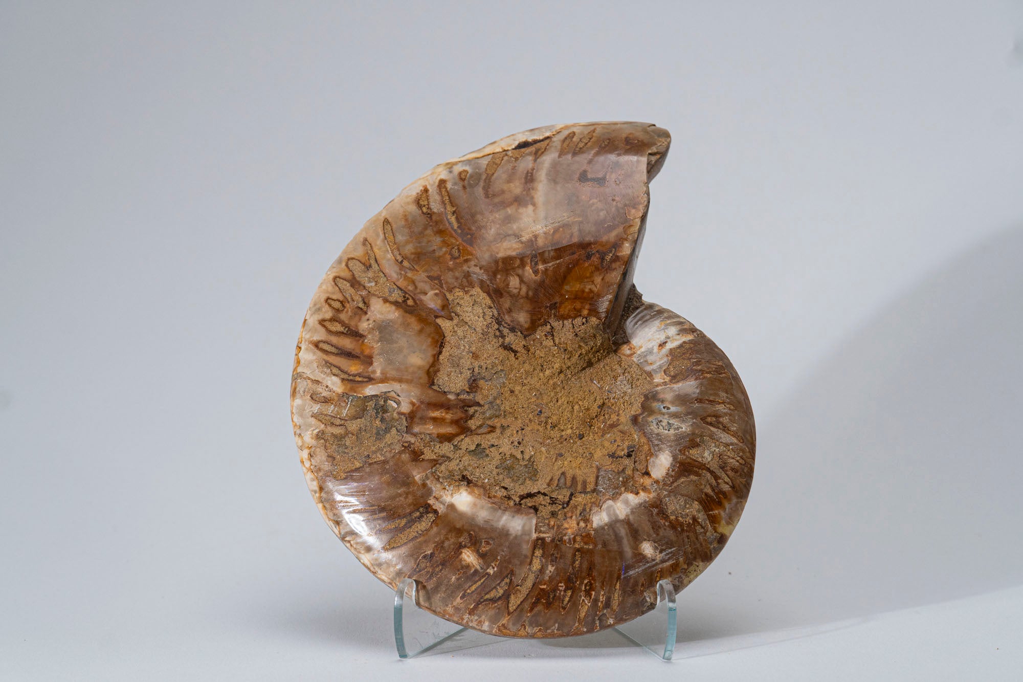 Calcified Ammonite Halve From Madagascar (.8 lbs)