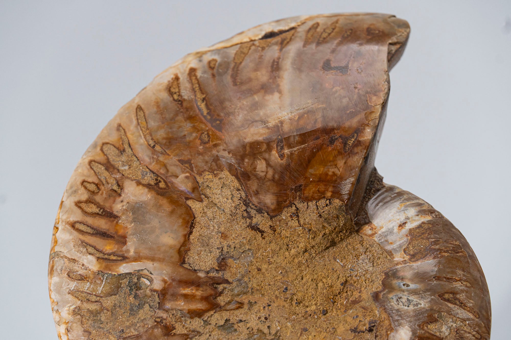 Calcified Ammonite Halve From Madagascar (.8 lbs)