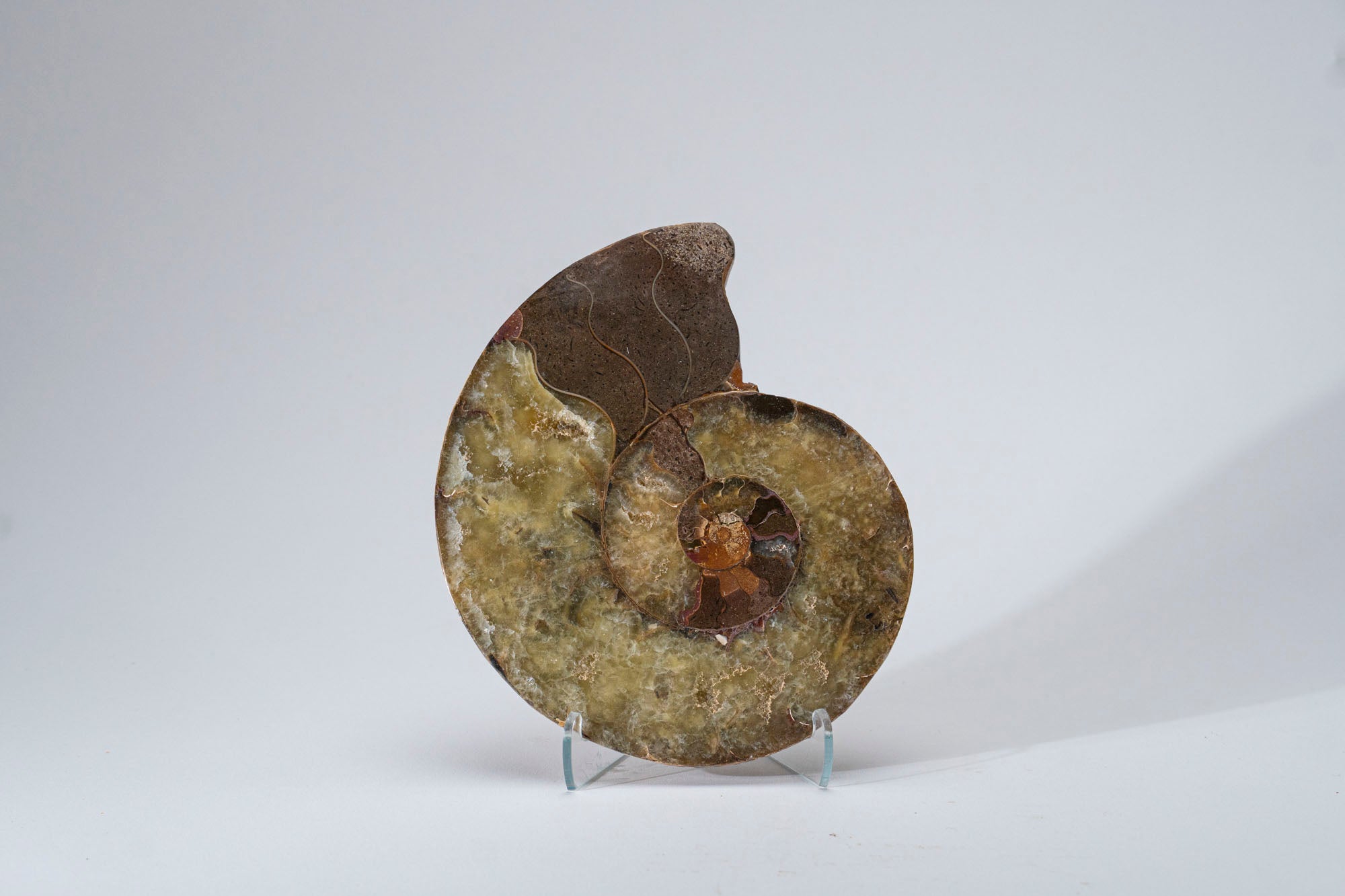 Calcified Ammonite Halve From Madagascar (.8 lbs)
