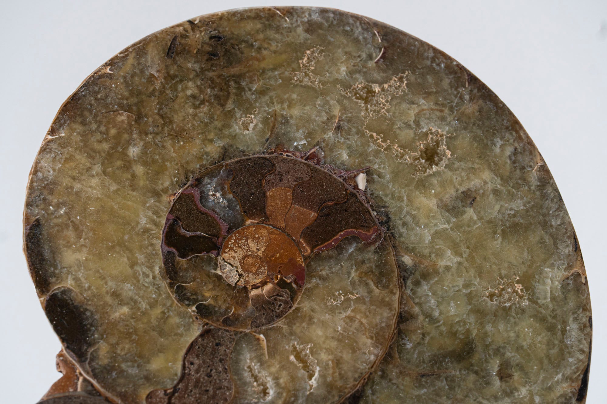 Calcified Ammonite Halve From Madagascar (.8 lbs)