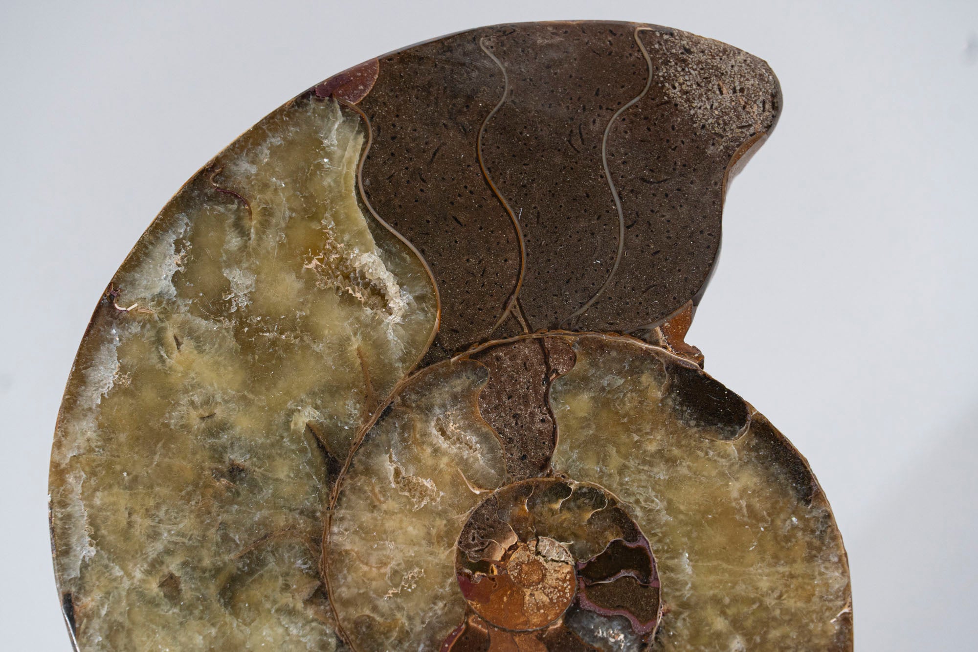 Calcified Ammonite Halve From Madagascar (.8 lbs)