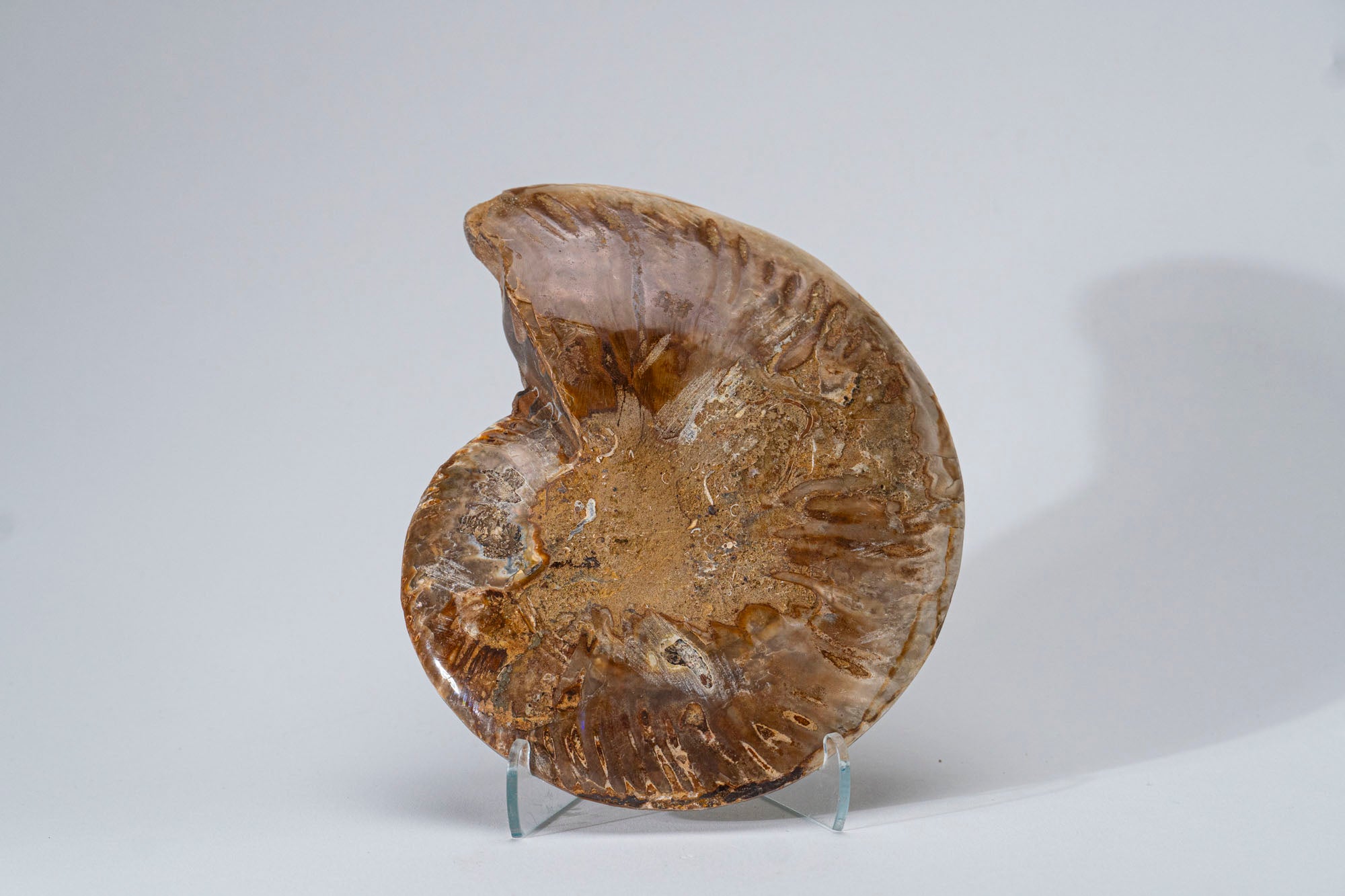 Calcified Ammonite Halve From Madagascar (.8 lbs)