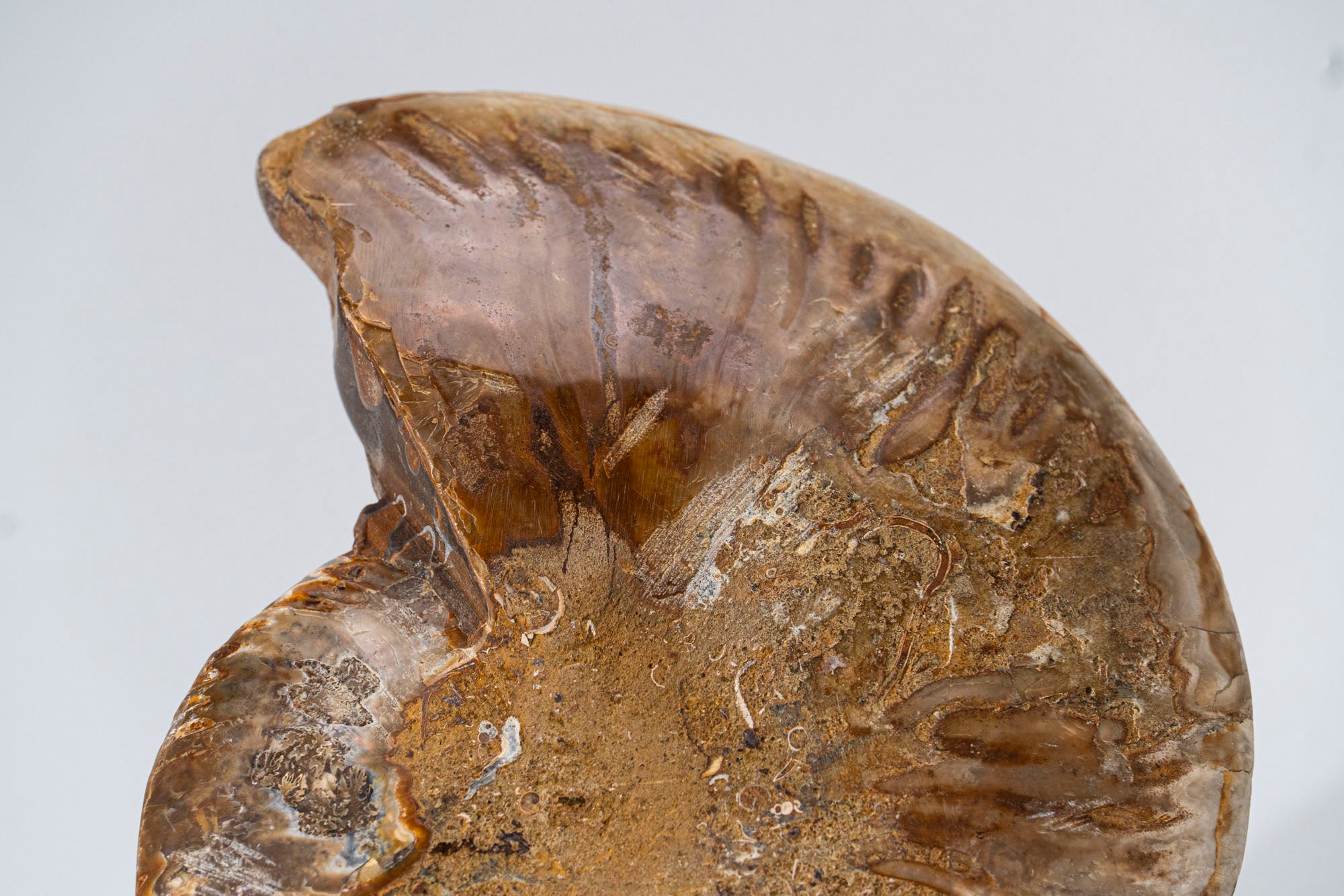 Calcified Ammonite Halve From Madagascar (.8 lbs)
