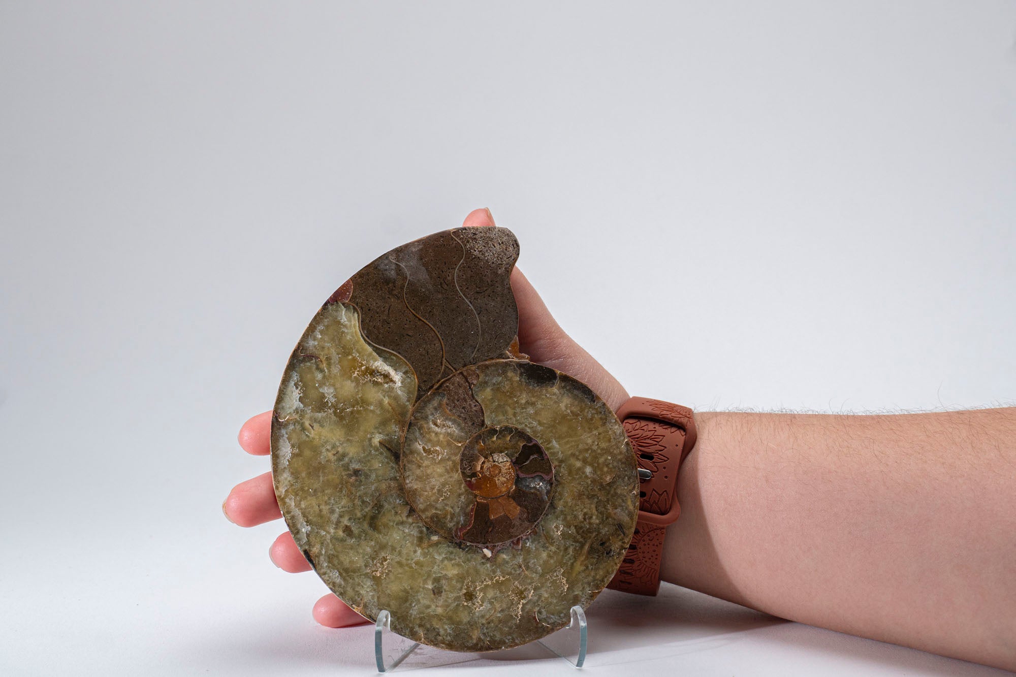 Calcified Ammonite Halve From Madagascar (.8 lbs)