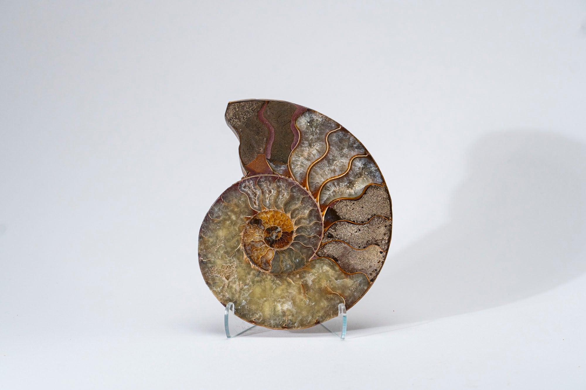 Calcified Ammonite Halve From Madagascar (.7 lbs)