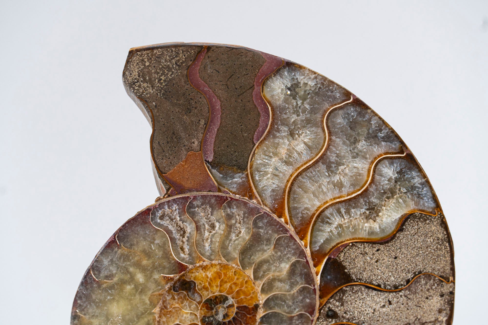 Calcified Ammonite Halve From Madagascar (.7 lbs)