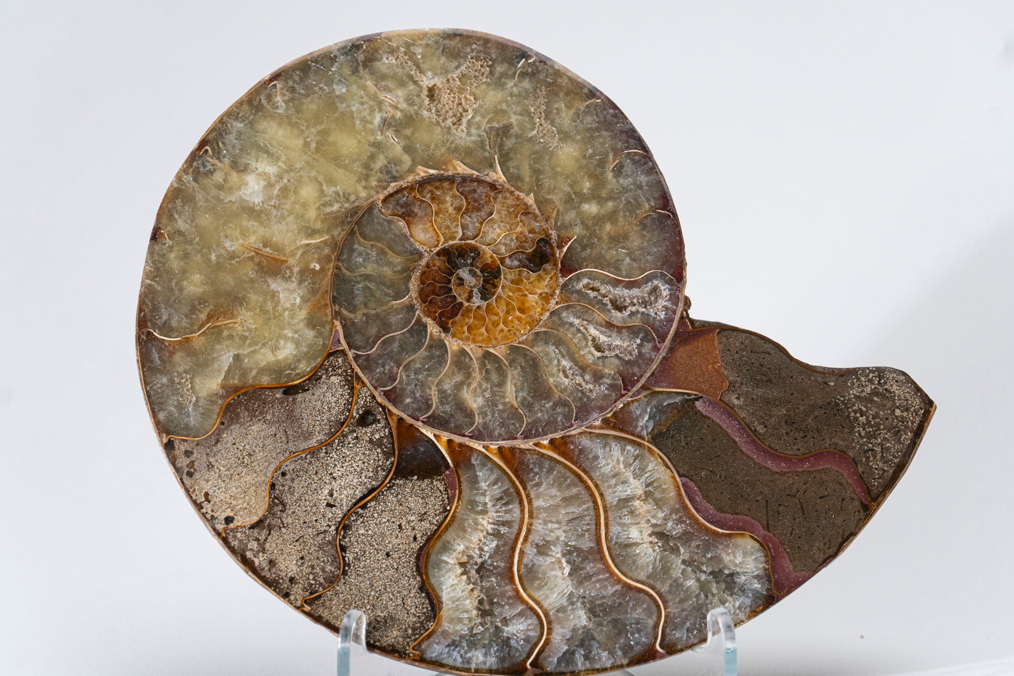 Calcified Ammonite Halve From Madagascar (.7 lbs)