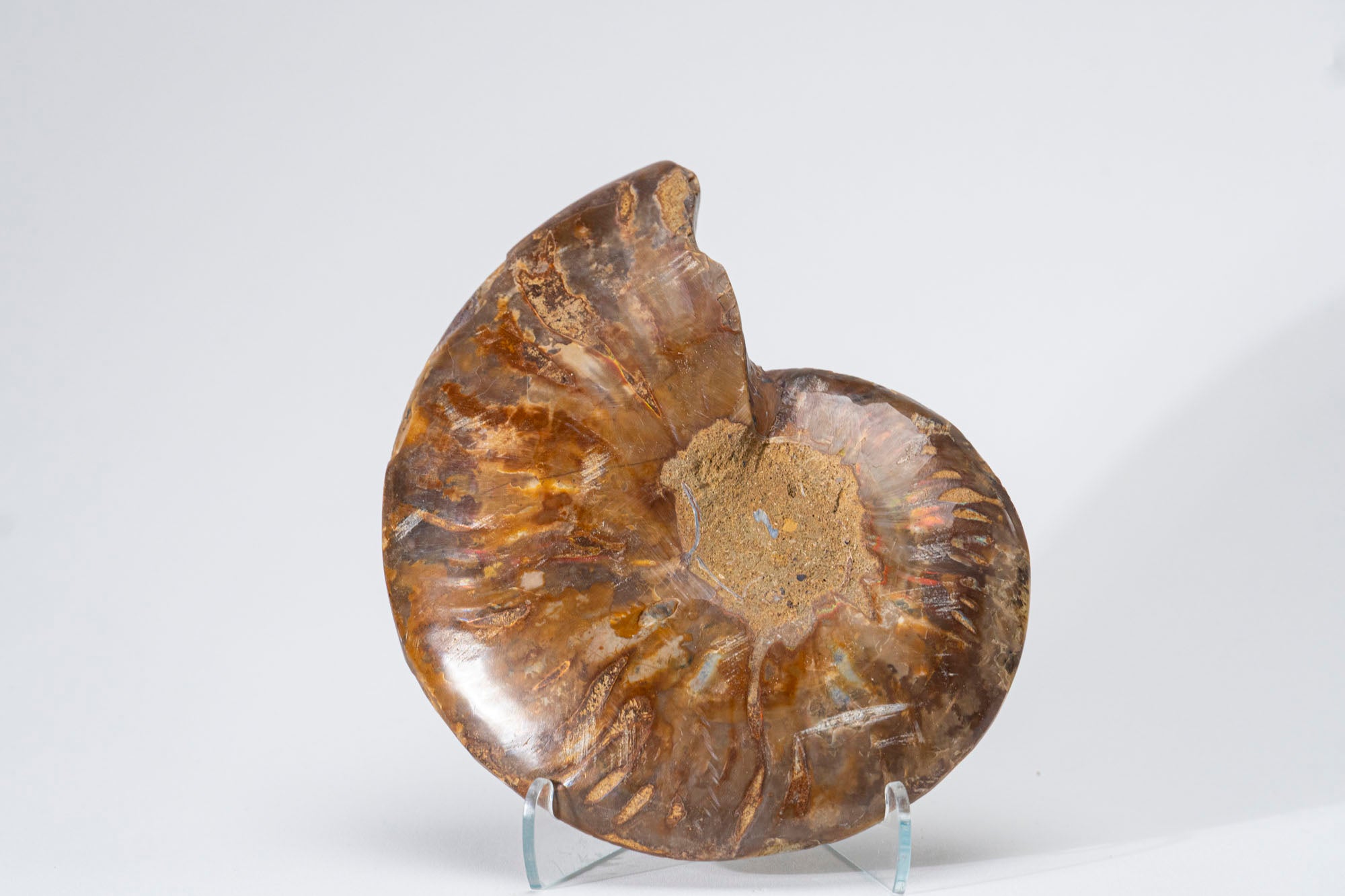 Calcified Ammonite Halve From Madagascar (.7 lbs)