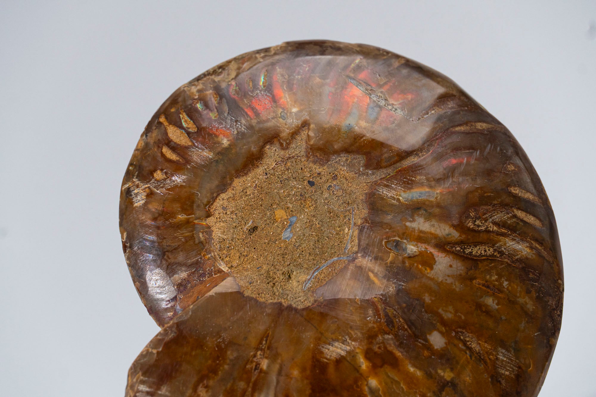 Calcified Ammonite Halve From Madagascar (.7 lbs)