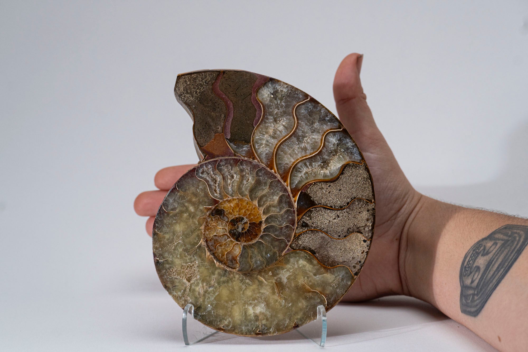 Calcified Ammonite Halve From Madagascar (.7 lbs)