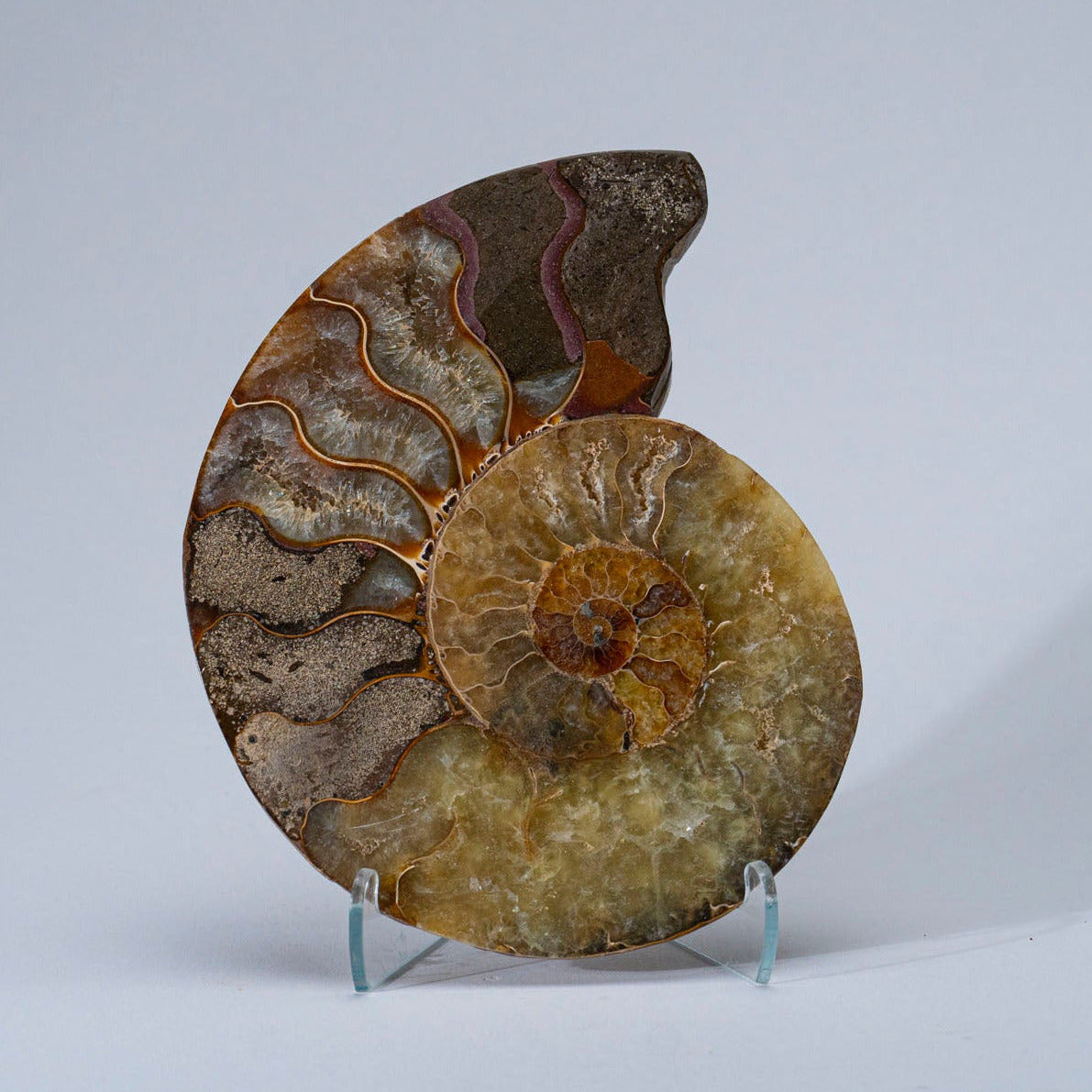 Calcified Ammonite Halve From Madagascar (.6 lbs)