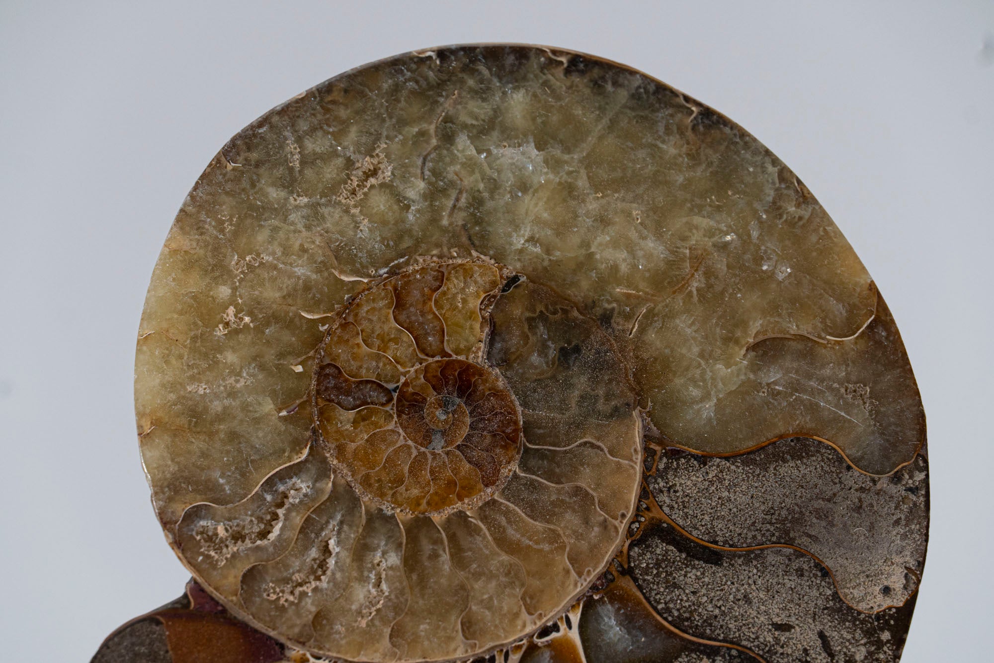Calcified Ammonite Halve From Madagascar (.6 lbs)