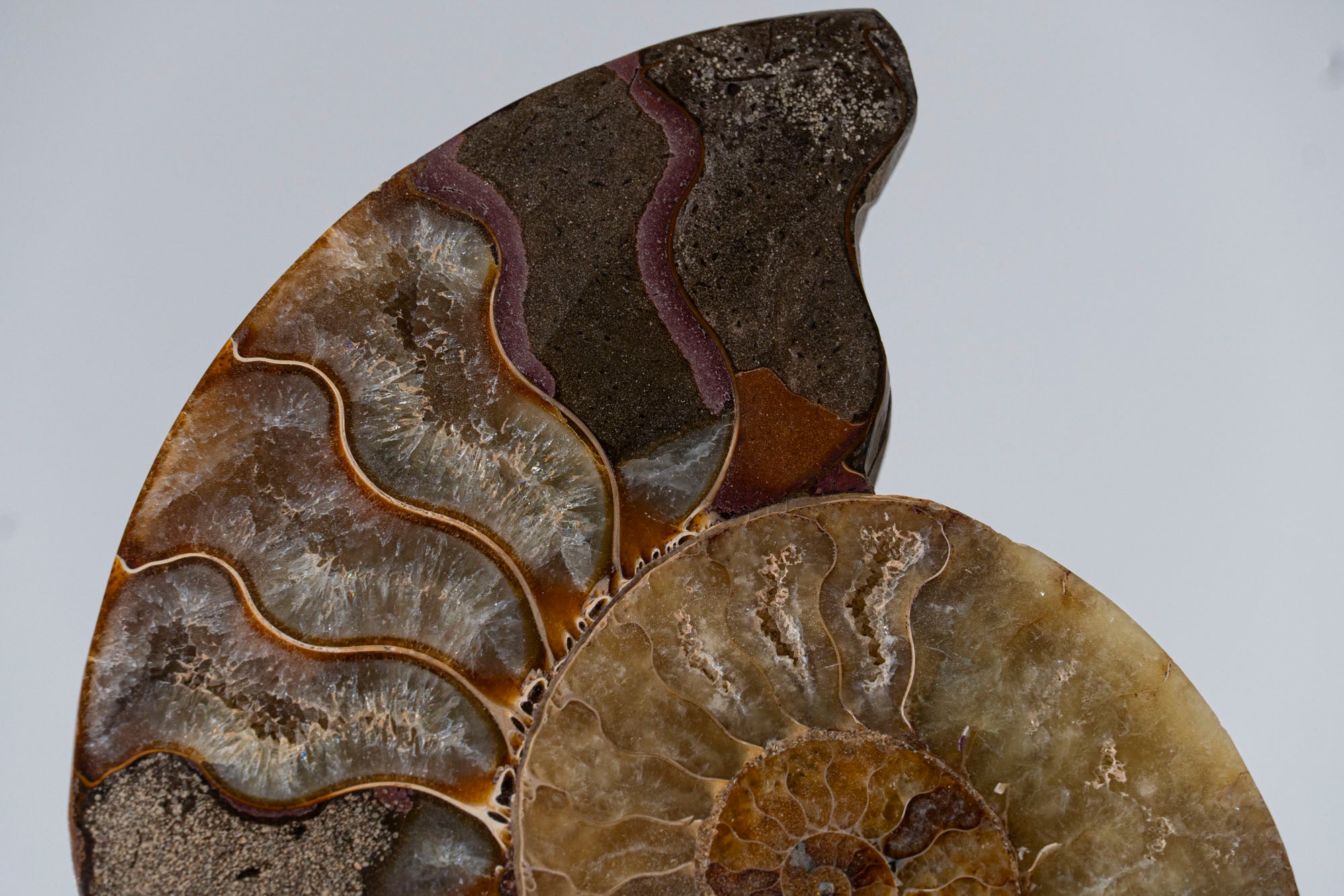 Calcified Ammonite Halve From Madagascar (.6 lbs)