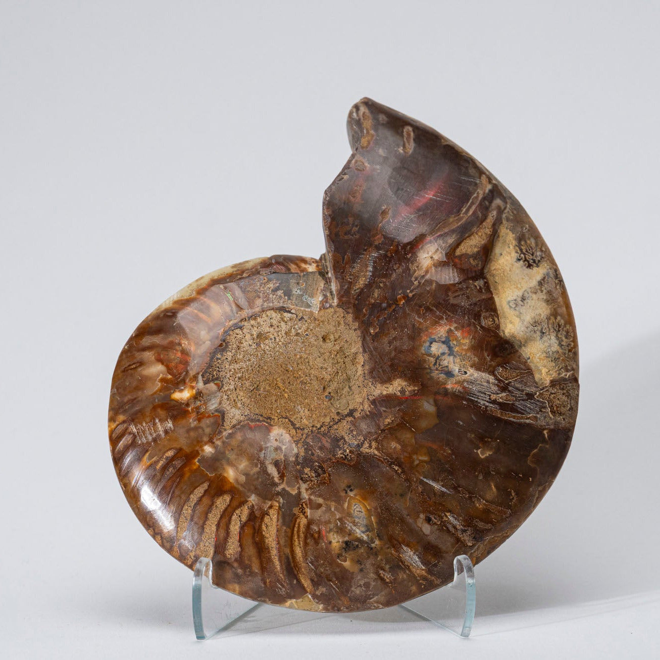 Calcified Ammonite Halve From Madagascar (.6 lbs)