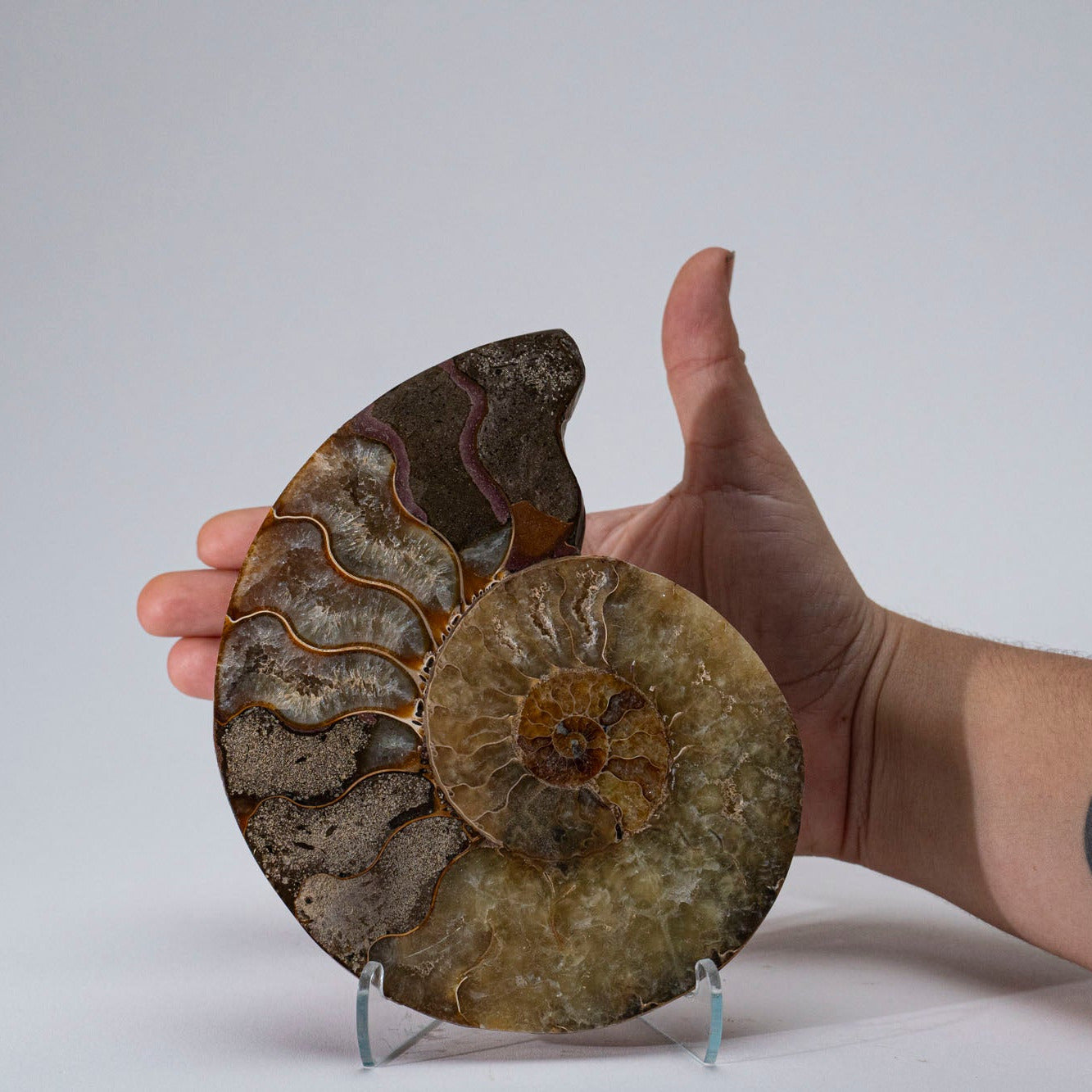 Calcified Ammonite Halve From Madagascar (.6 lbs)