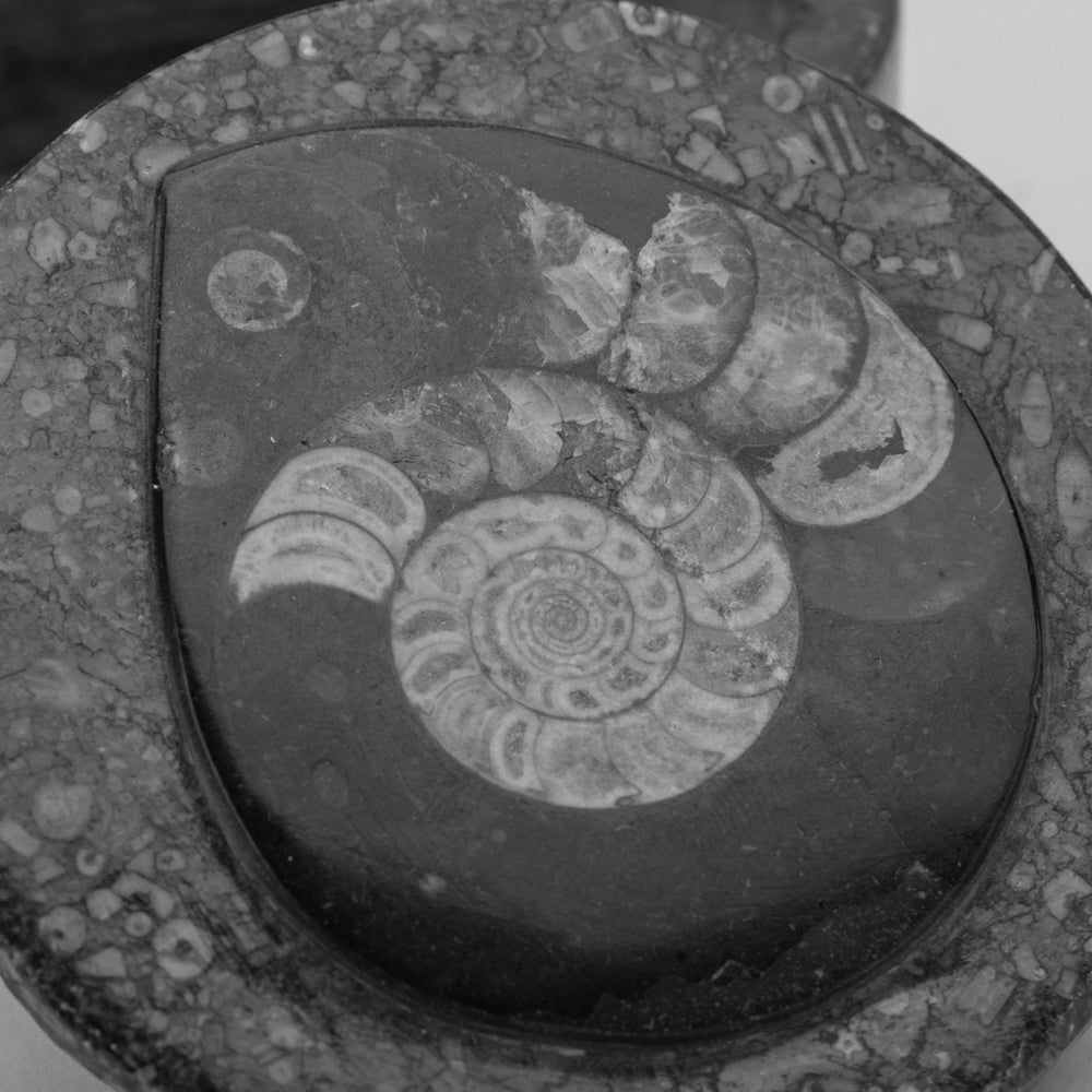 Ammonite and Orthoceras Fossil Round Box (451.4 grams)