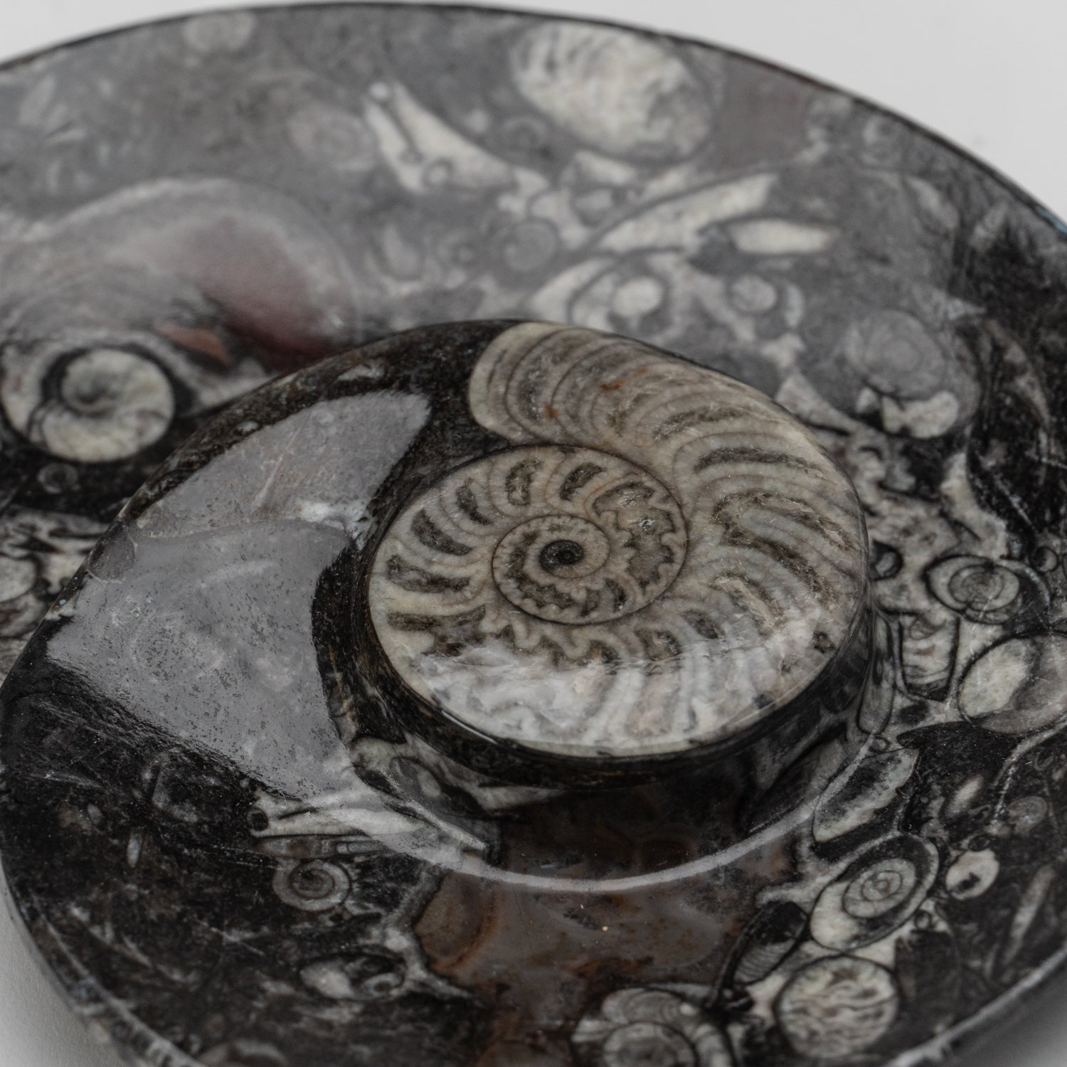 Polished Ammonite and Orthoceras Fossil Spiral Plate (Small)