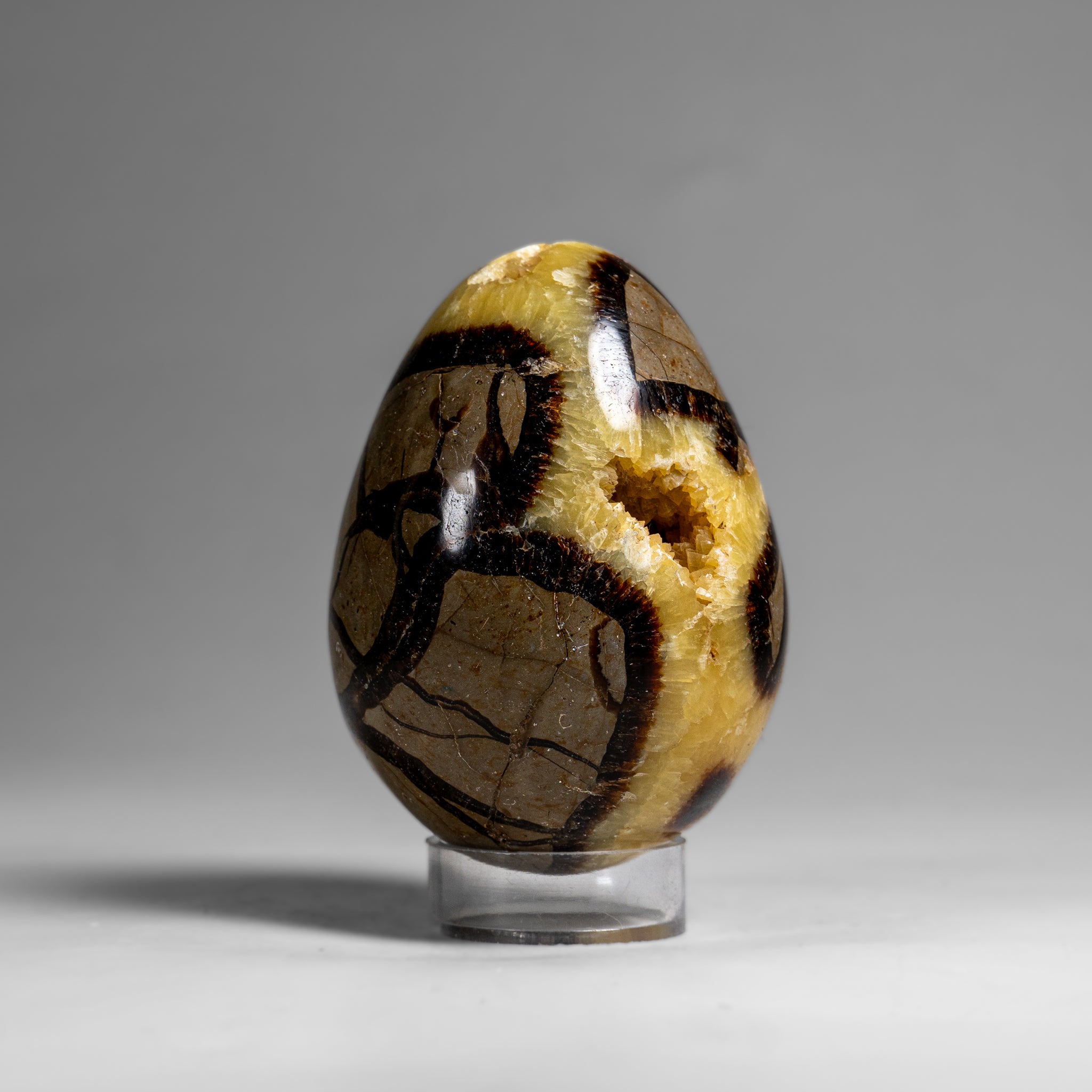 Genuine Polished Septarian Egg (3") from Madagascar (297.5 grams)