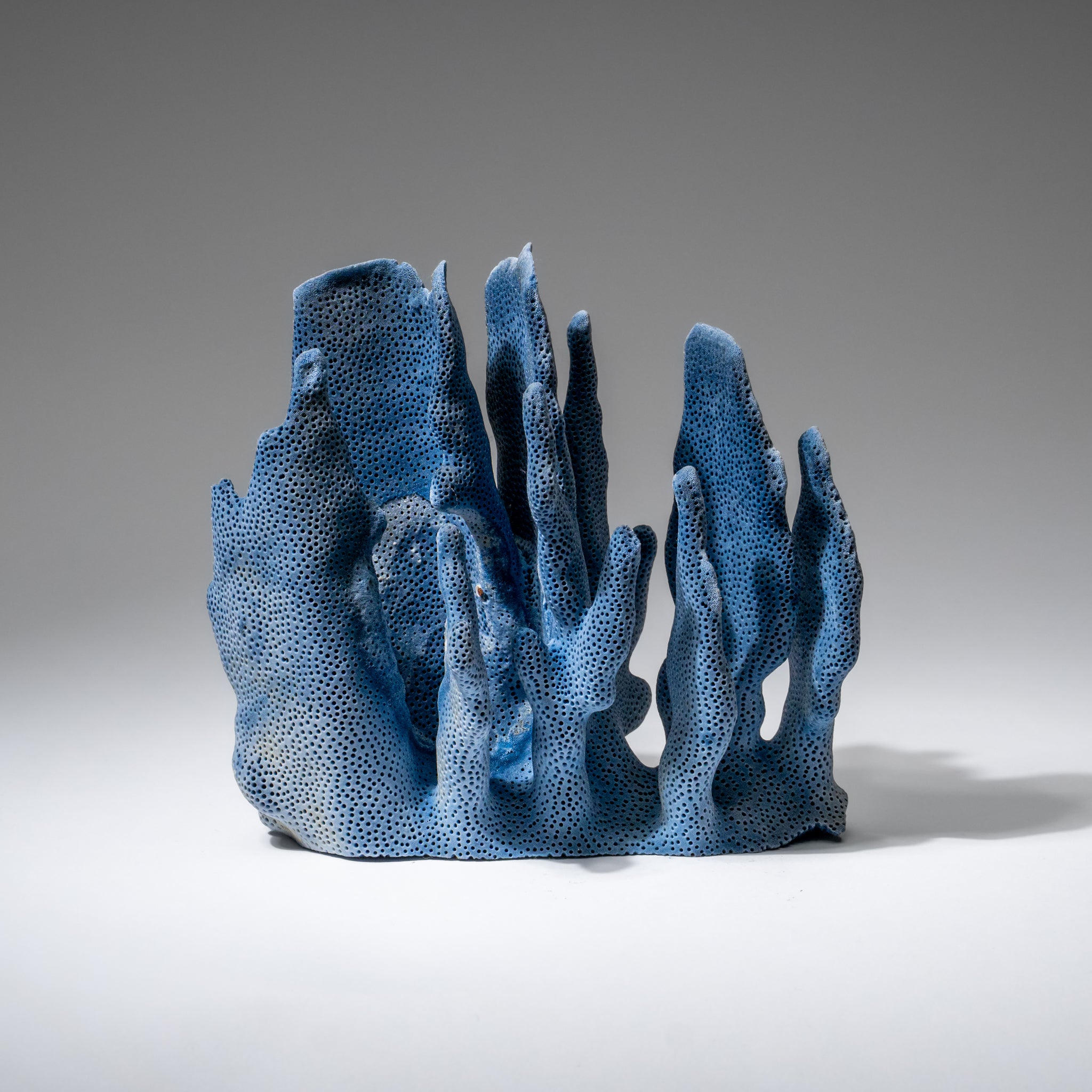 Genuine Blue Ridge Coral (6", 1 lbs)