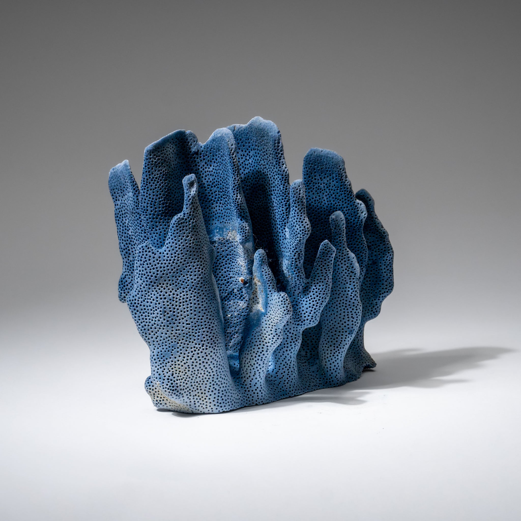 Genuine Blue Ridge Coral (6", 1 lbs)