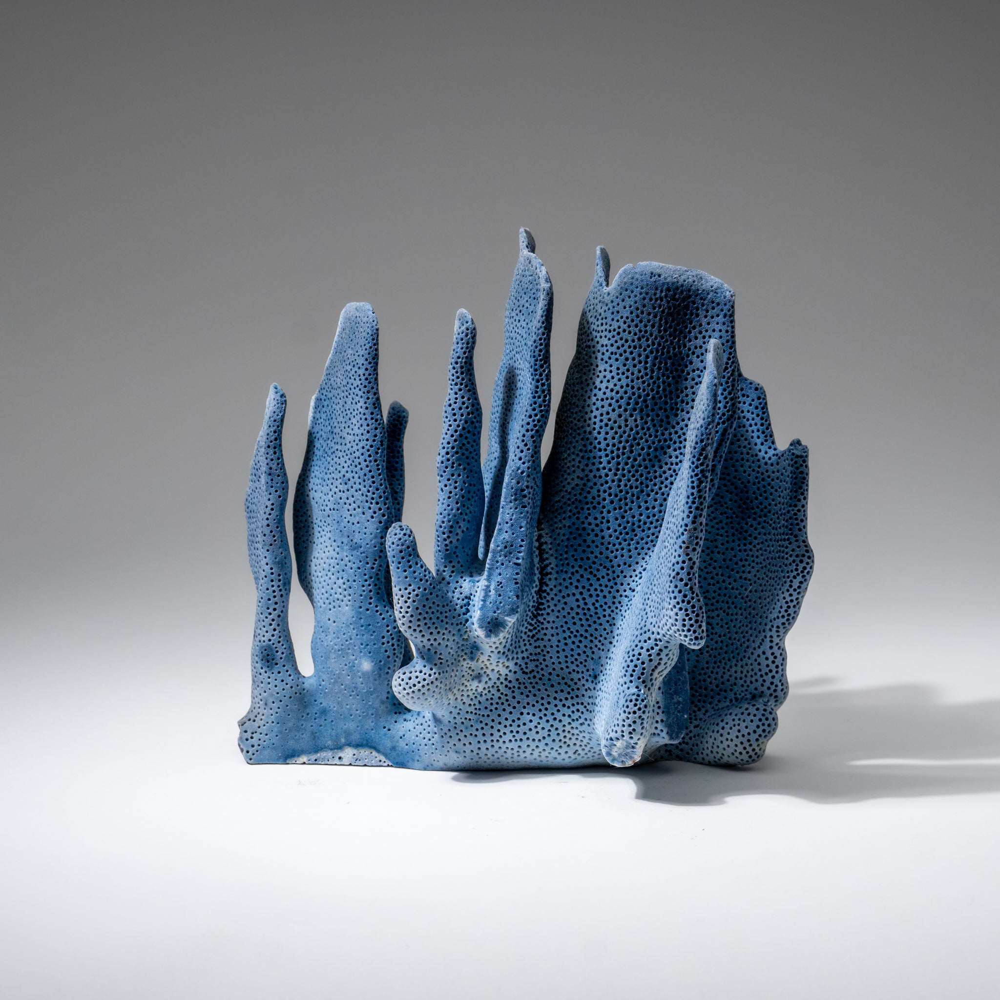 Genuine Blue Ridge Coral (6", 1 lbs)