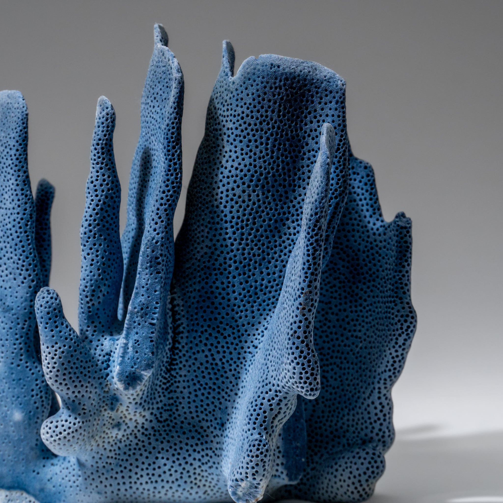 Genuine Blue Ridge Coral (6", 1 lbs)