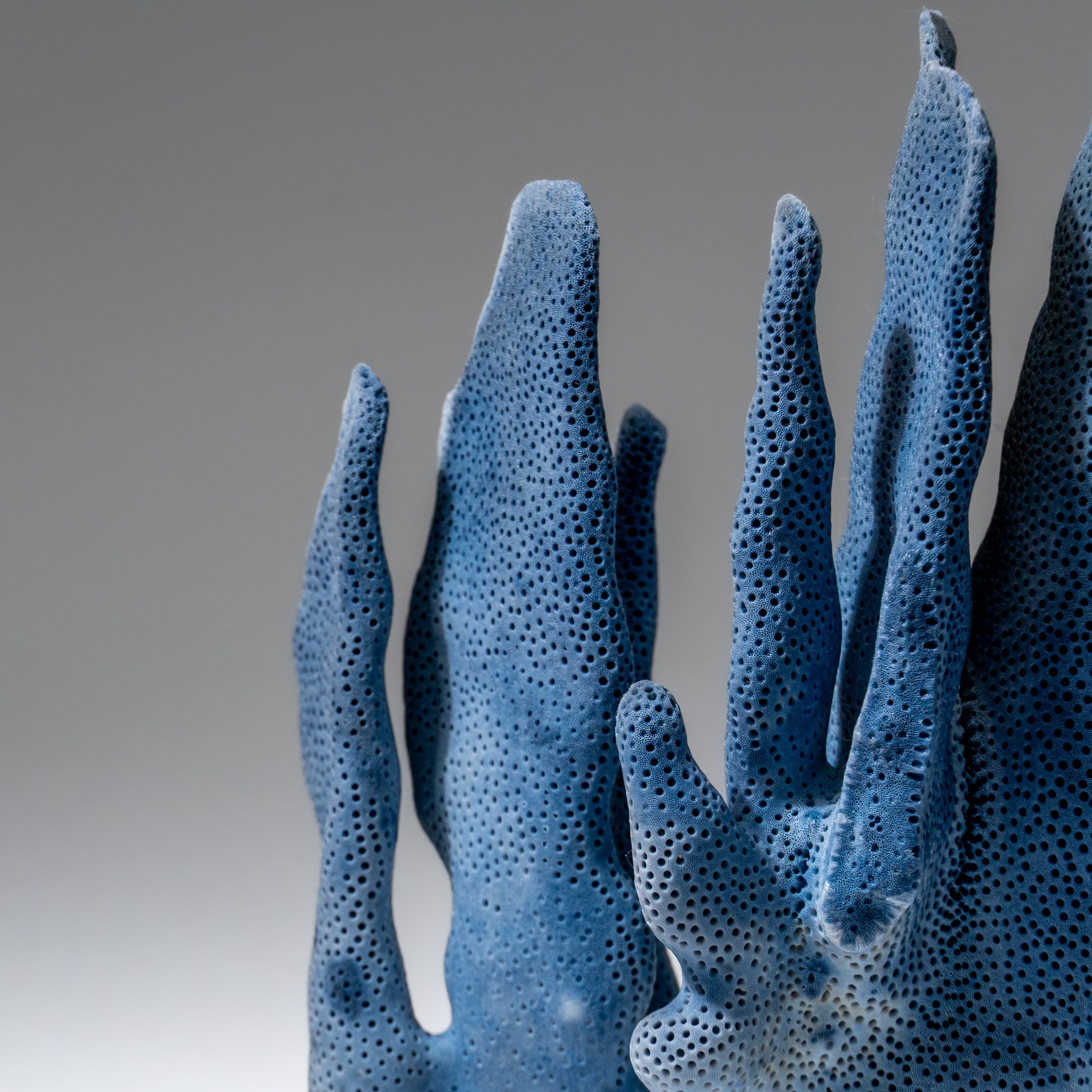 Genuine Blue Ridge Coral (6", 1 lbs)