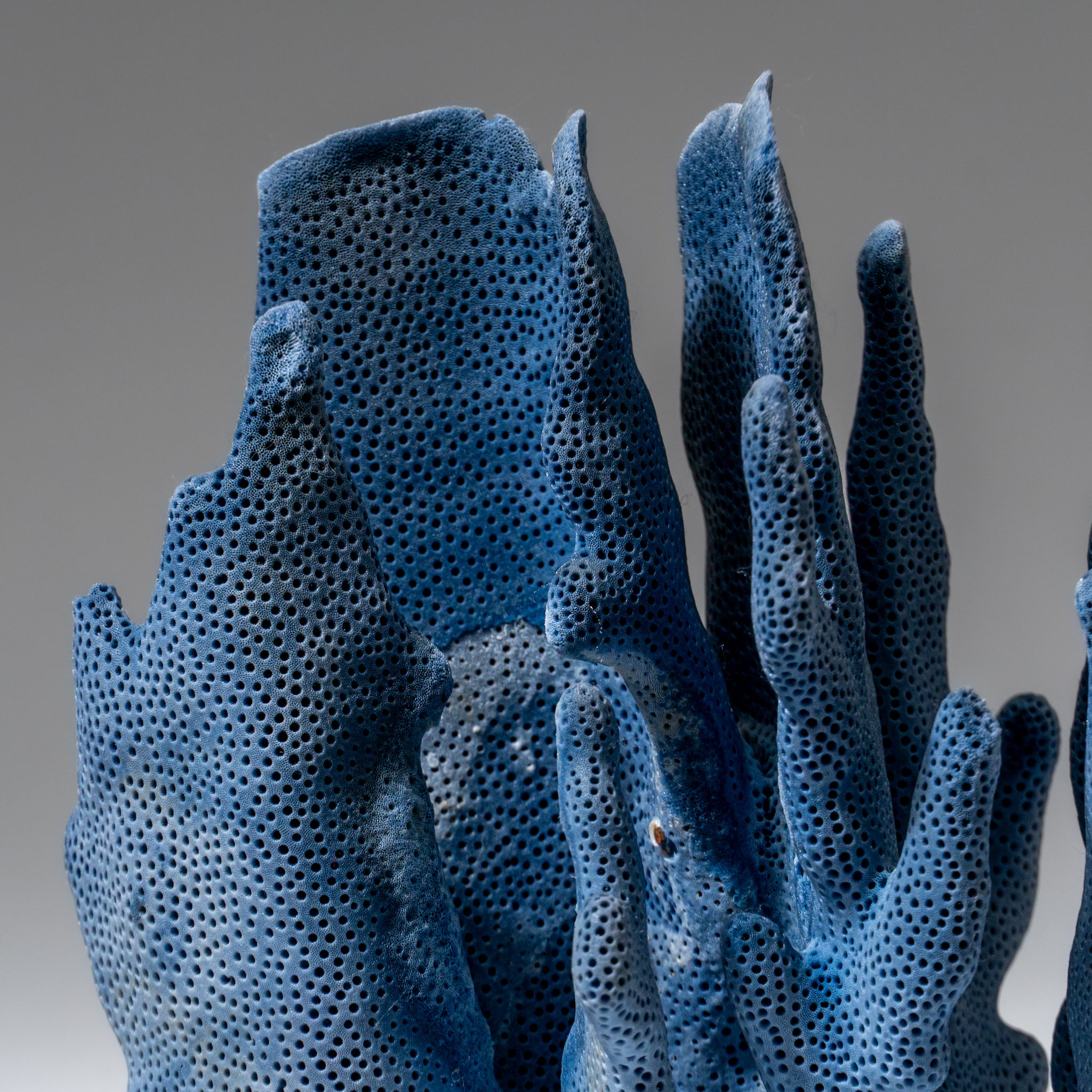 Genuine Blue Ridge Coral (6", 1 lbs)