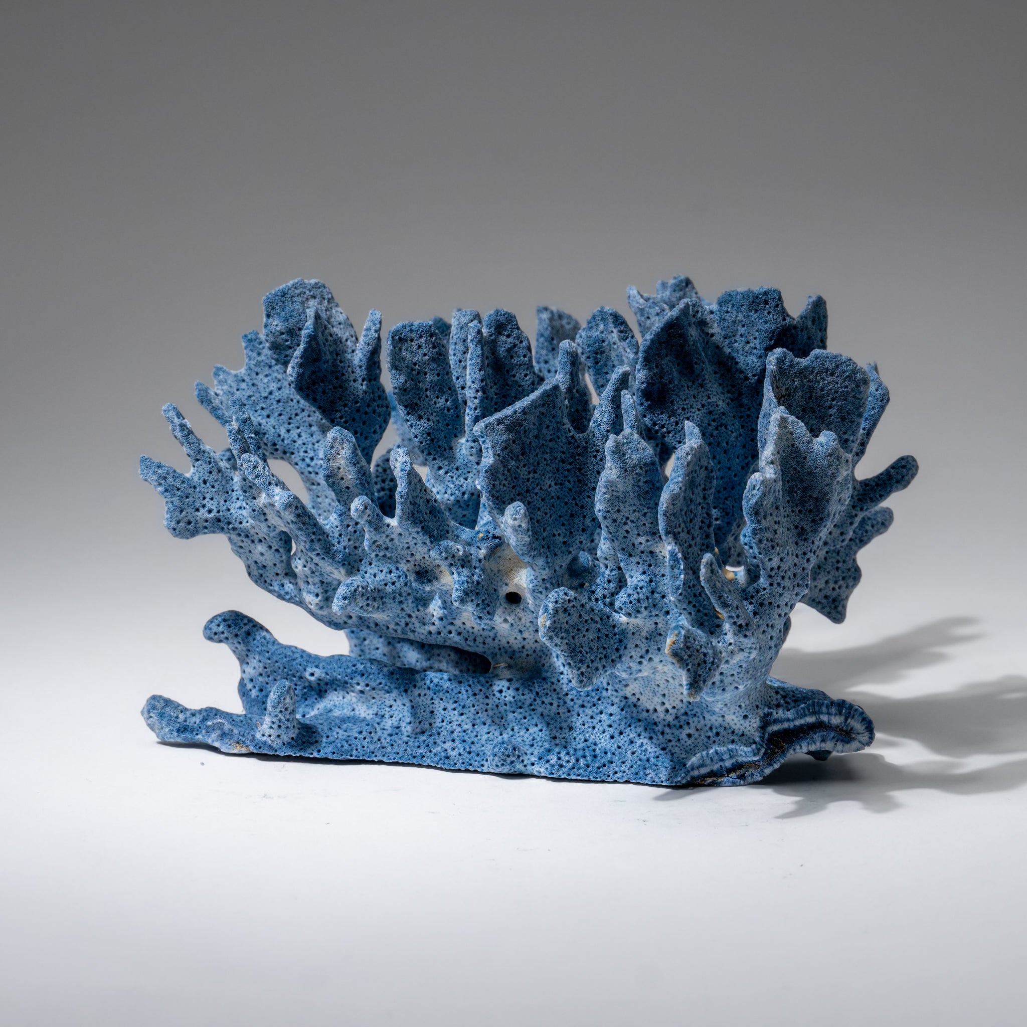 Genuine Blue Ridge Coral (4", .5 lbs)