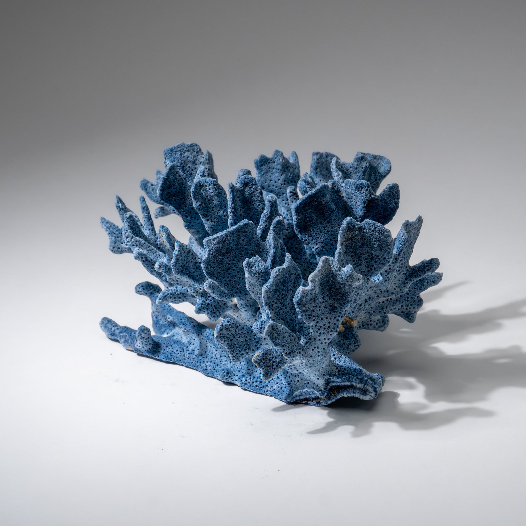 Genuine Blue Ridge Coral (4", .5 lbs)