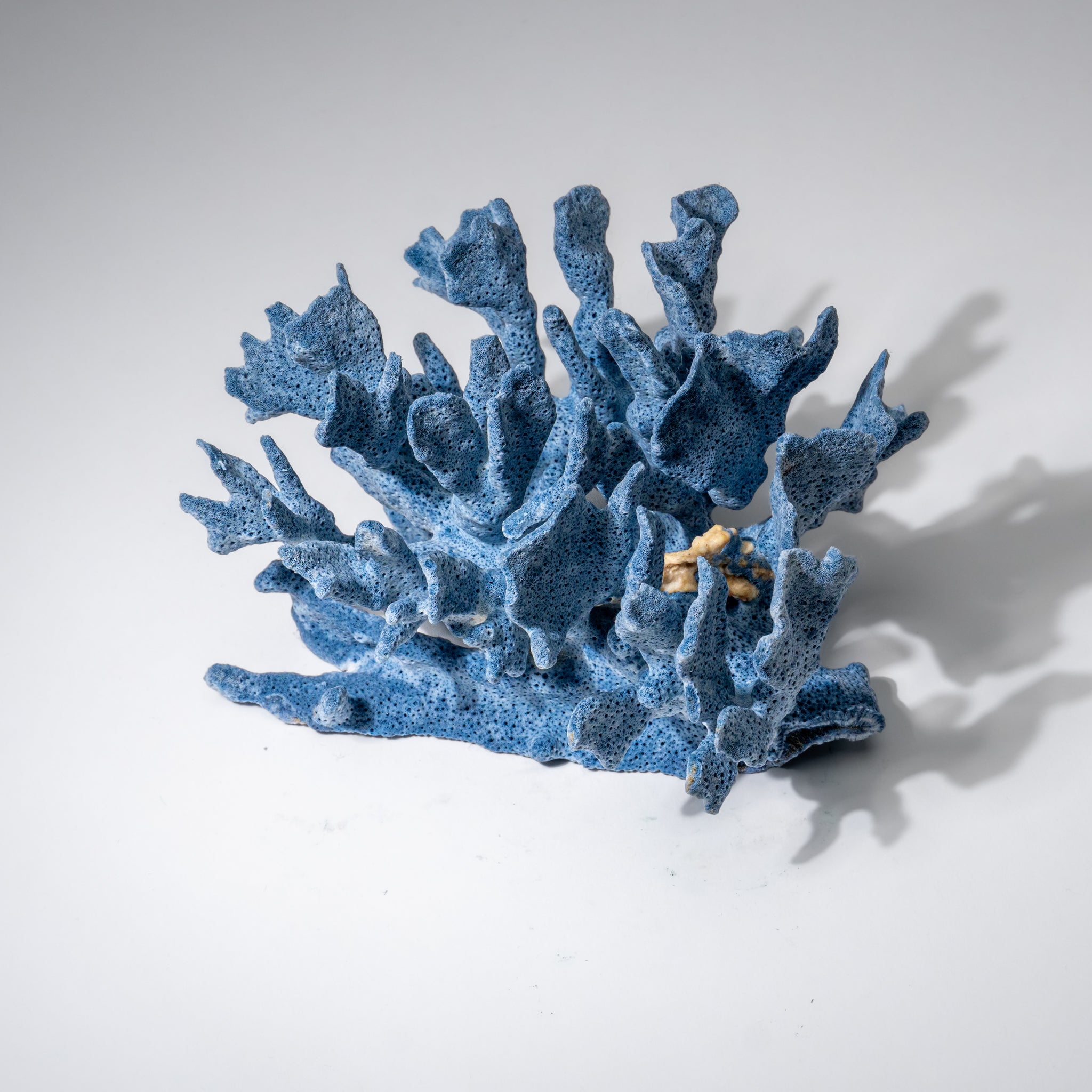Genuine Blue Ridge Coral (4", .5 lbs)