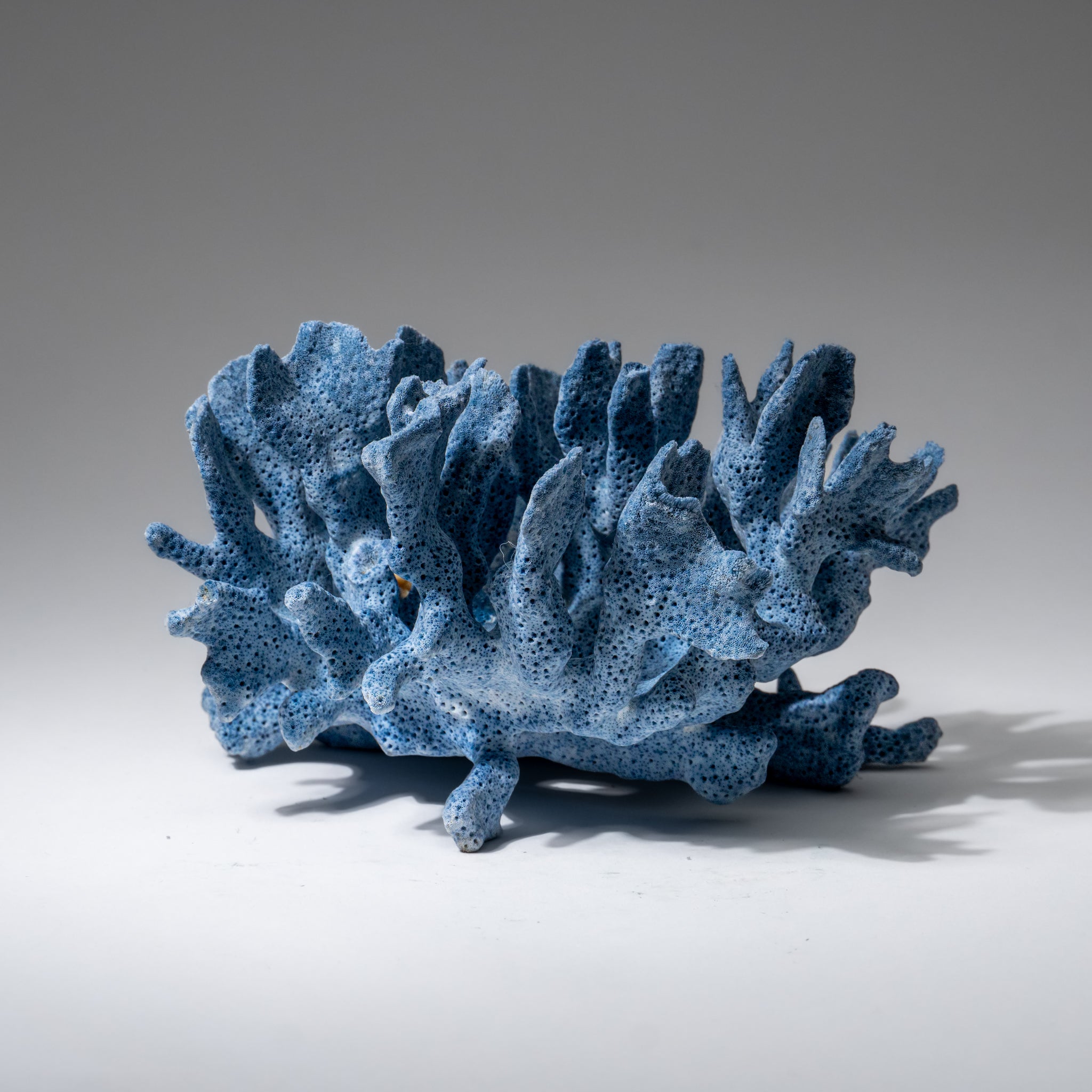 Genuine Blue Ridge Coral (4", .5 lbs)