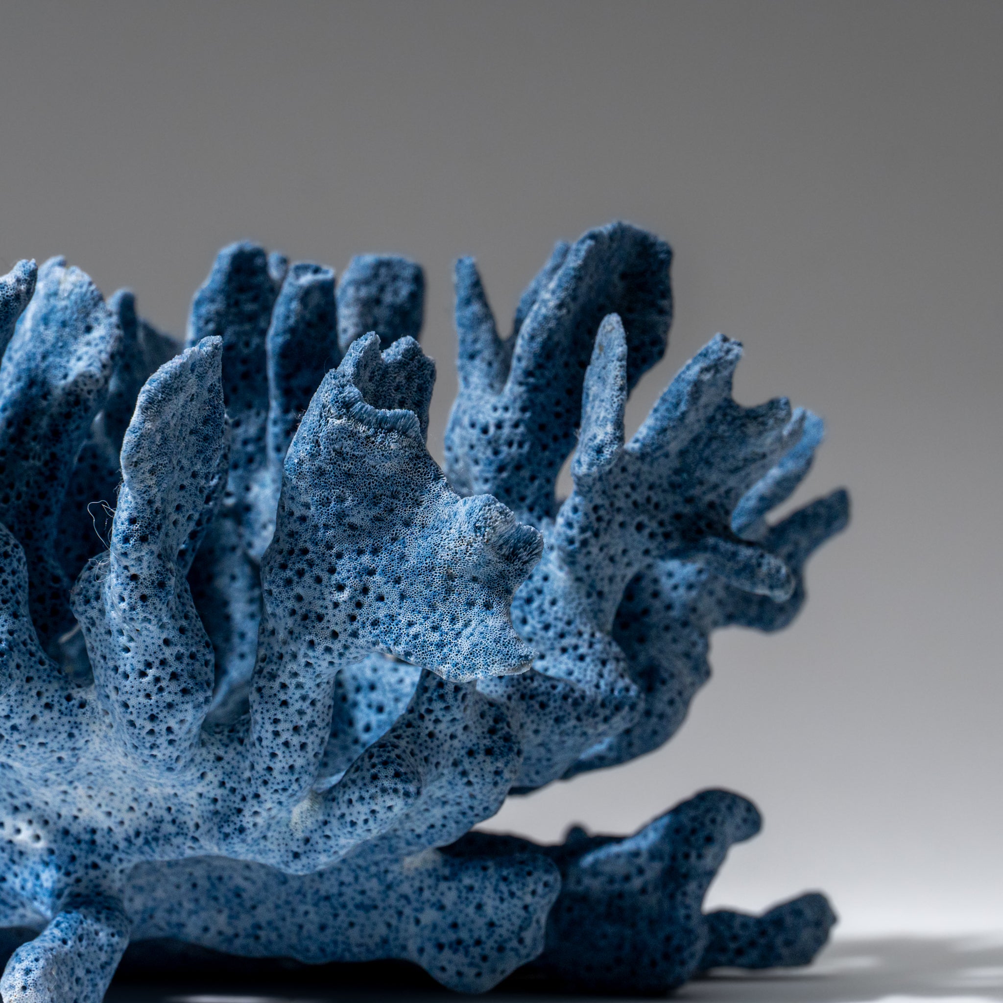 Genuine Blue Ridge Coral (4", .5 lbs)