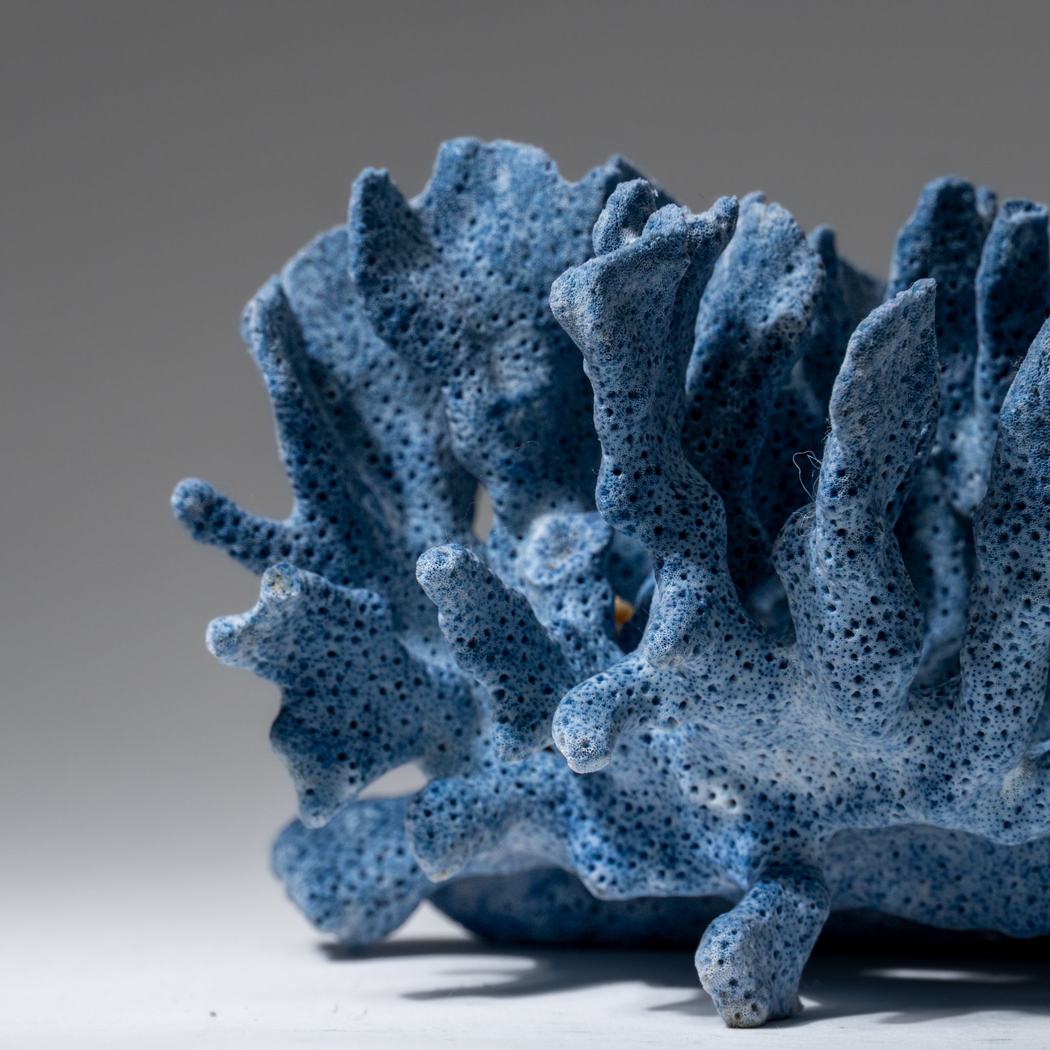 Genuine Blue Ridge Coral (4", .5 lbs)