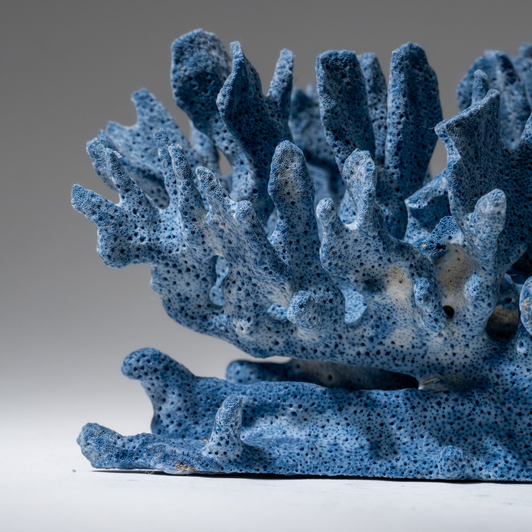 Genuine Blue Ridge Coral (4", .5 lbs)