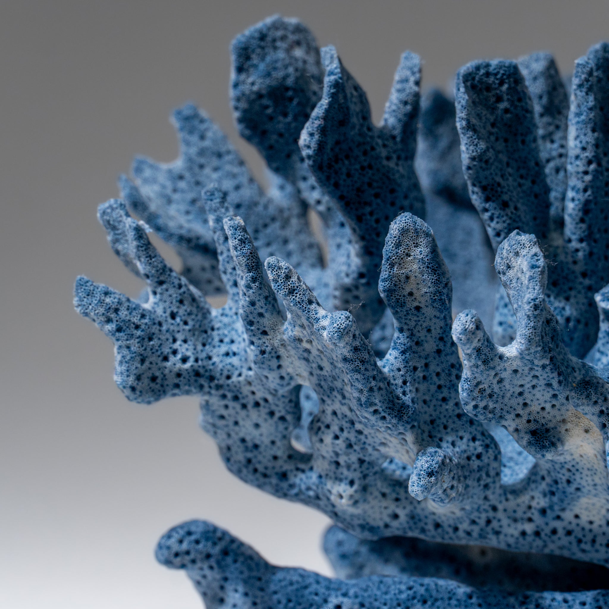 Genuine Blue Ridge Coral (4", .5 lbs)