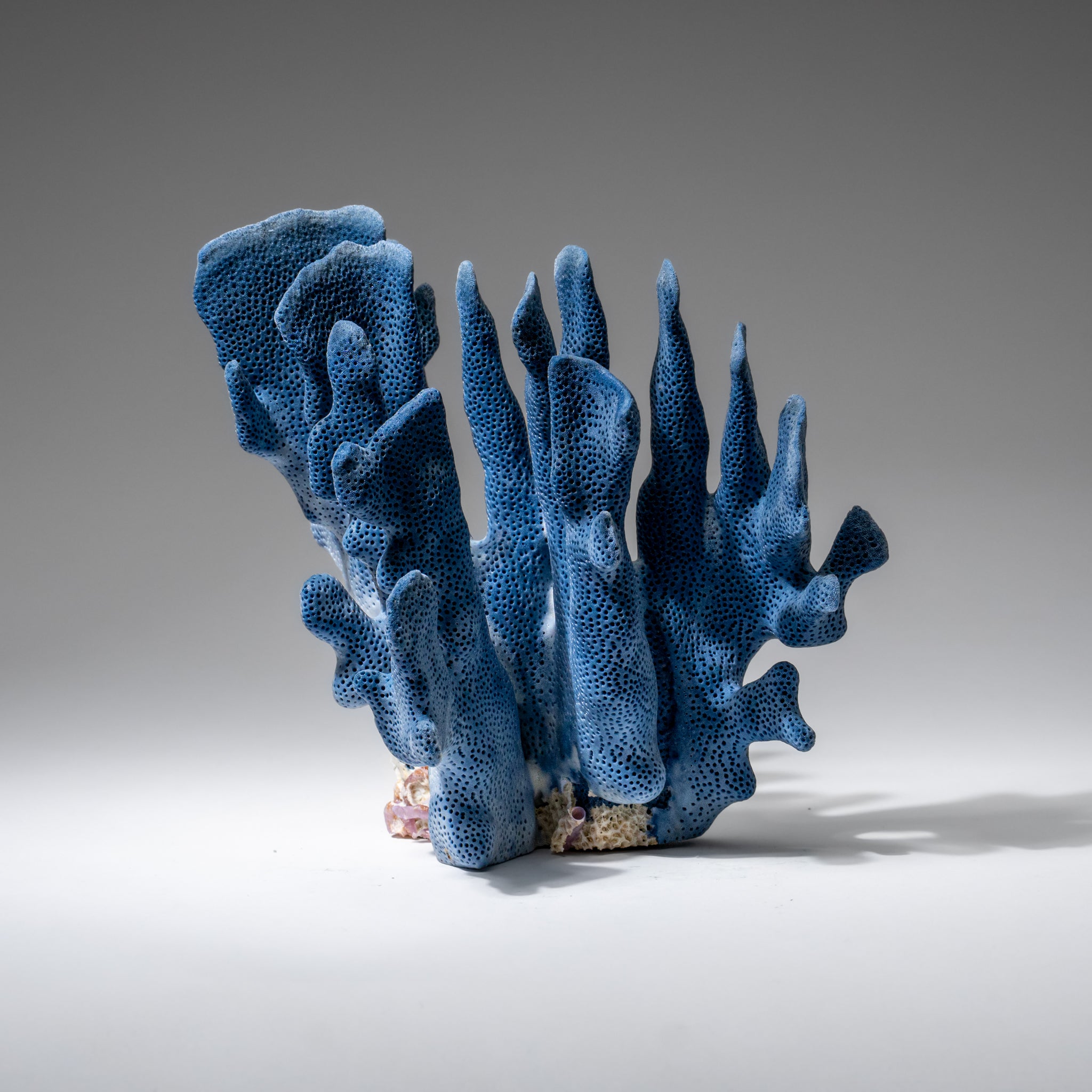 Genuine Blue Ridge Coral (7", 1 lbs)