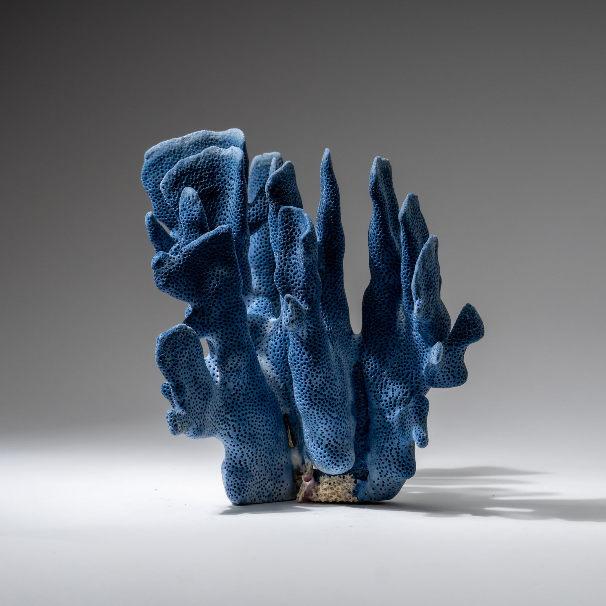Genuine Blue Ridge Coral (7", 1 lbs)