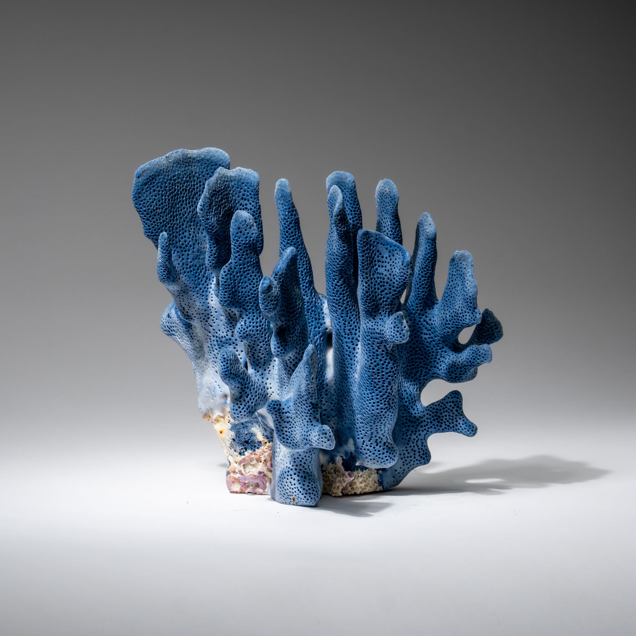 Genuine Blue Ridge Coral (7", 1 lbs)