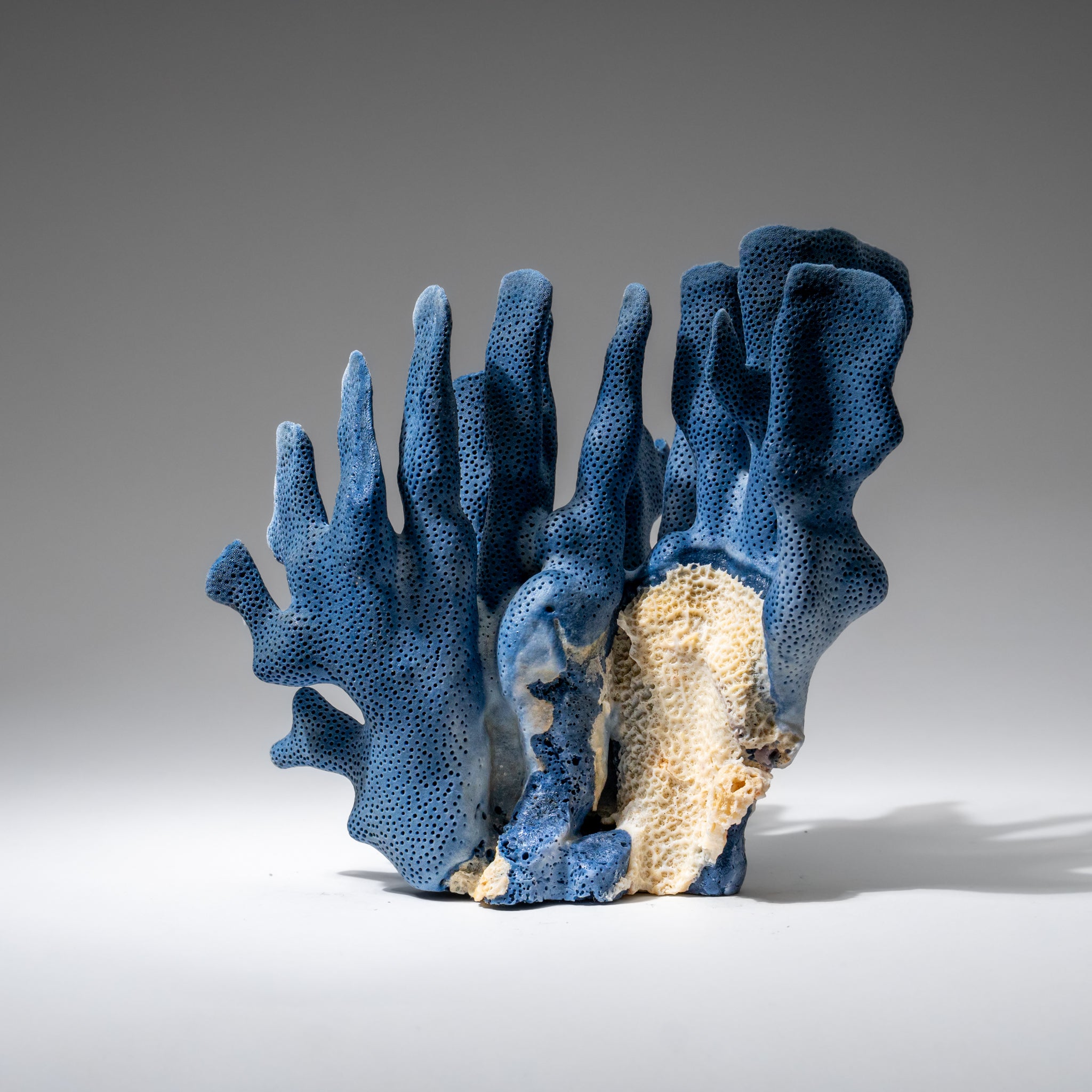 Genuine Blue Ridge Coral (7", 1 lbs)