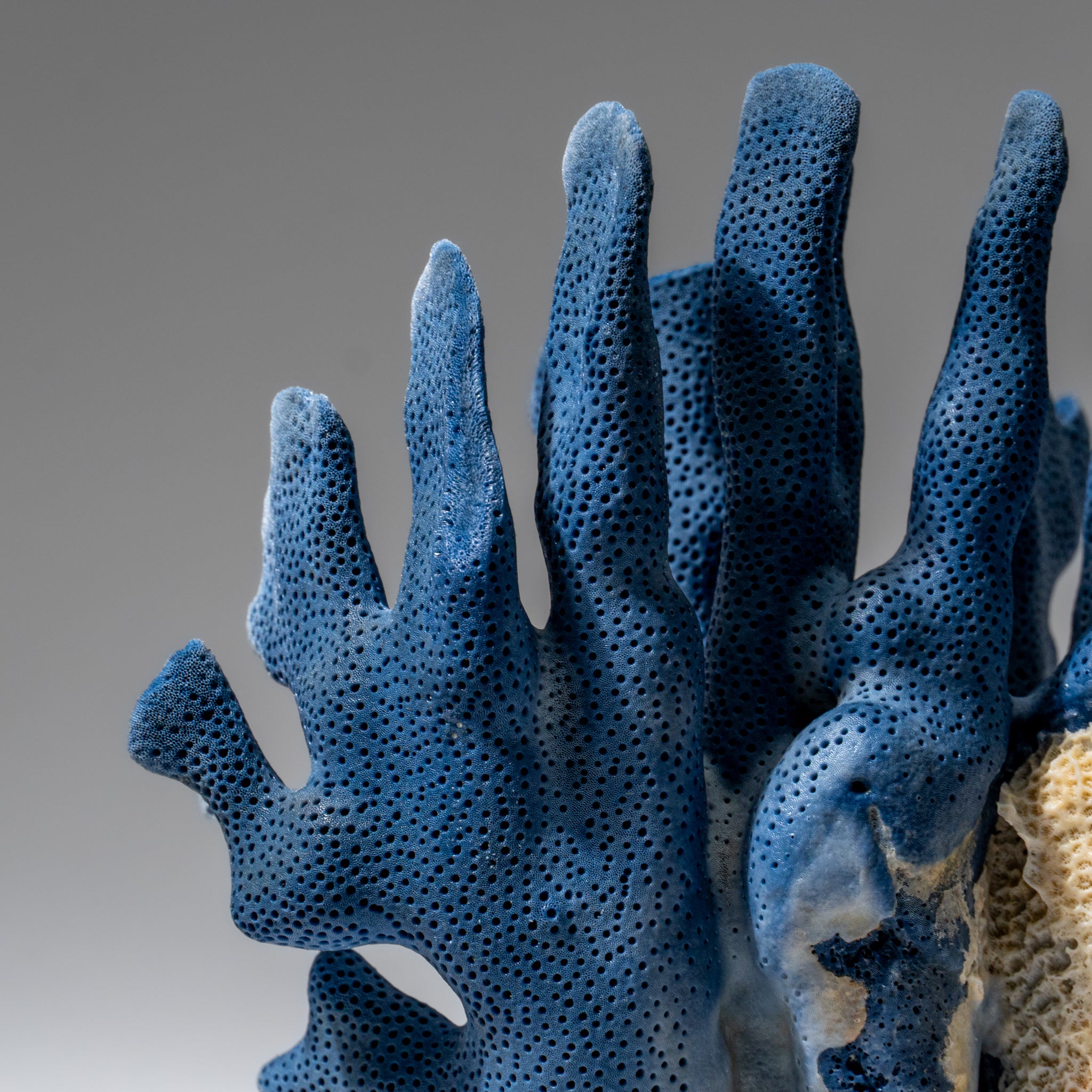 Genuine Blue Ridge Coral (7", 1 lbs)