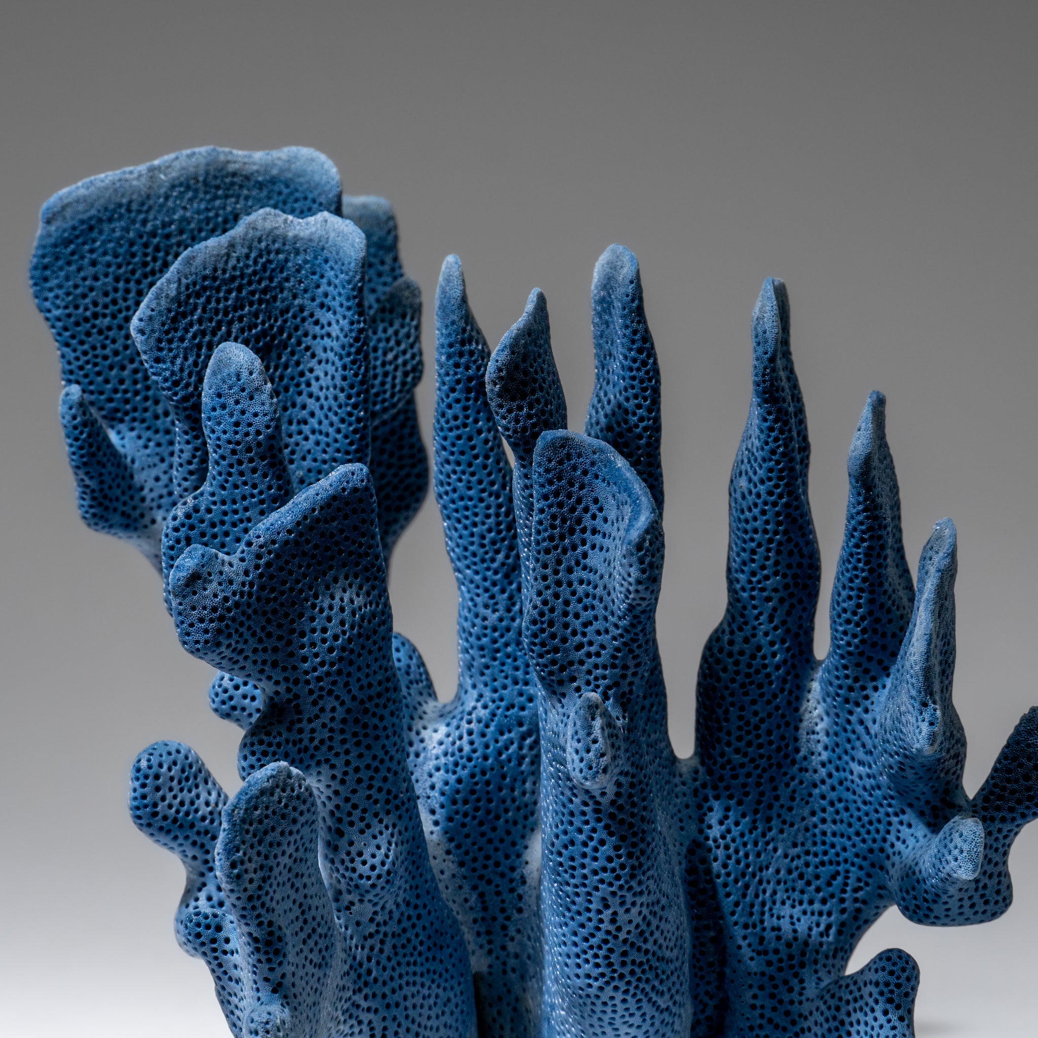 Genuine Blue Ridge Coral (7", 1 lbs)