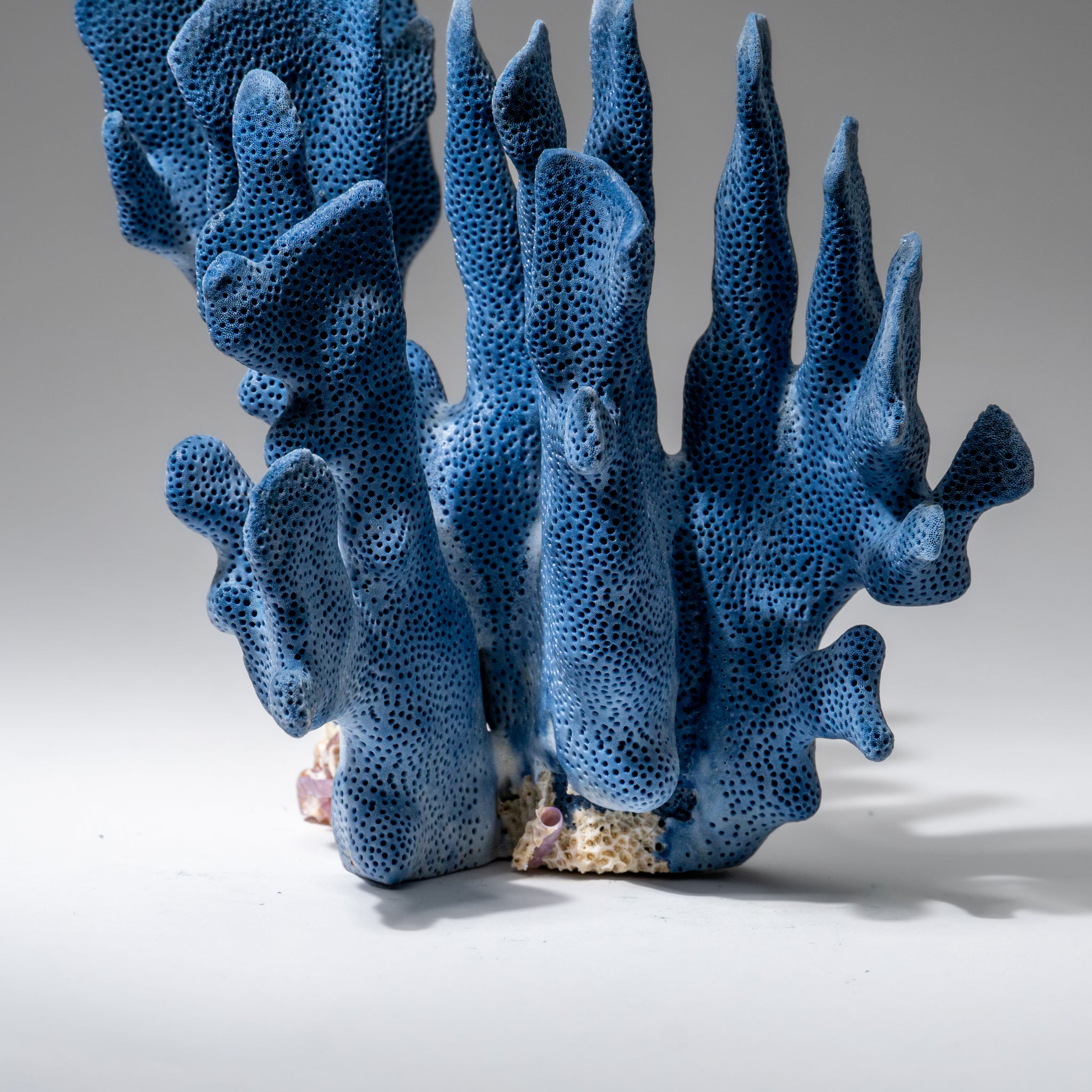 Genuine Blue Ridge Coral (7", 1 lbs)