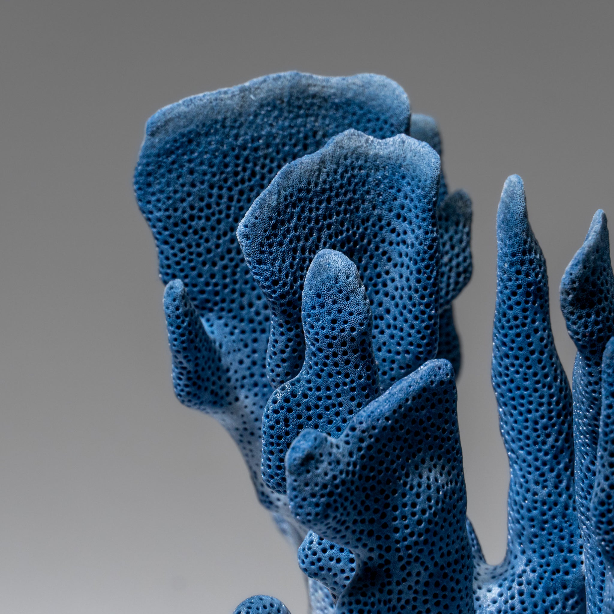 Genuine Blue Ridge Coral (7", 1 lbs)