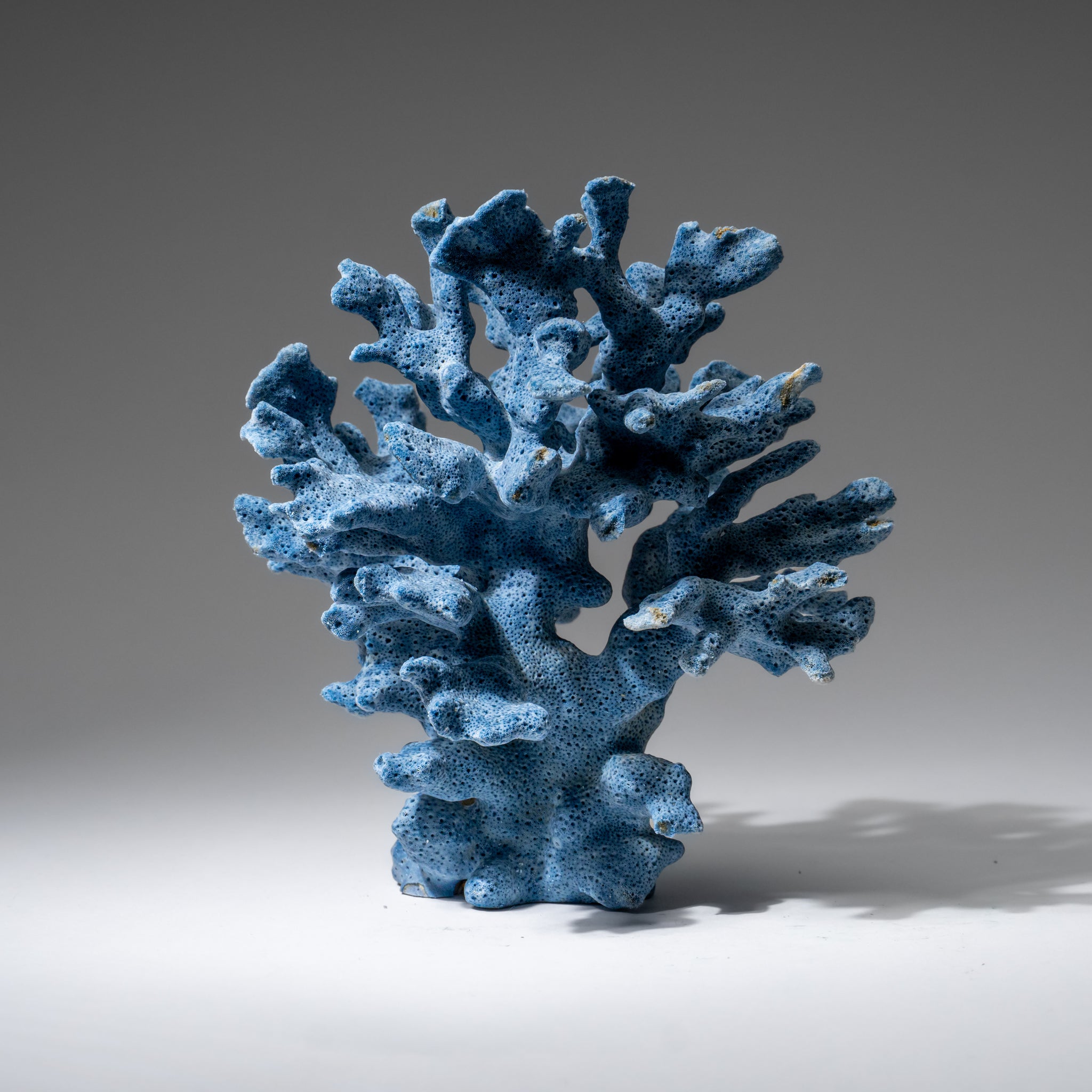 Genuine Blue Ridge Coral (6", .5 lbs)