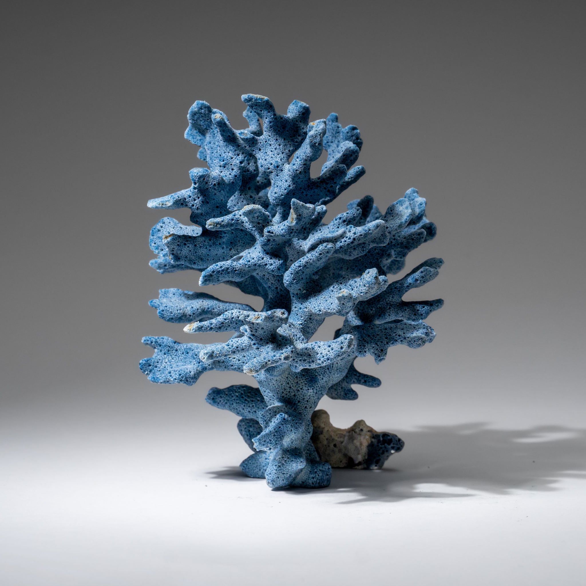 Genuine Blue Ridge Coral (6", .5 lbs)