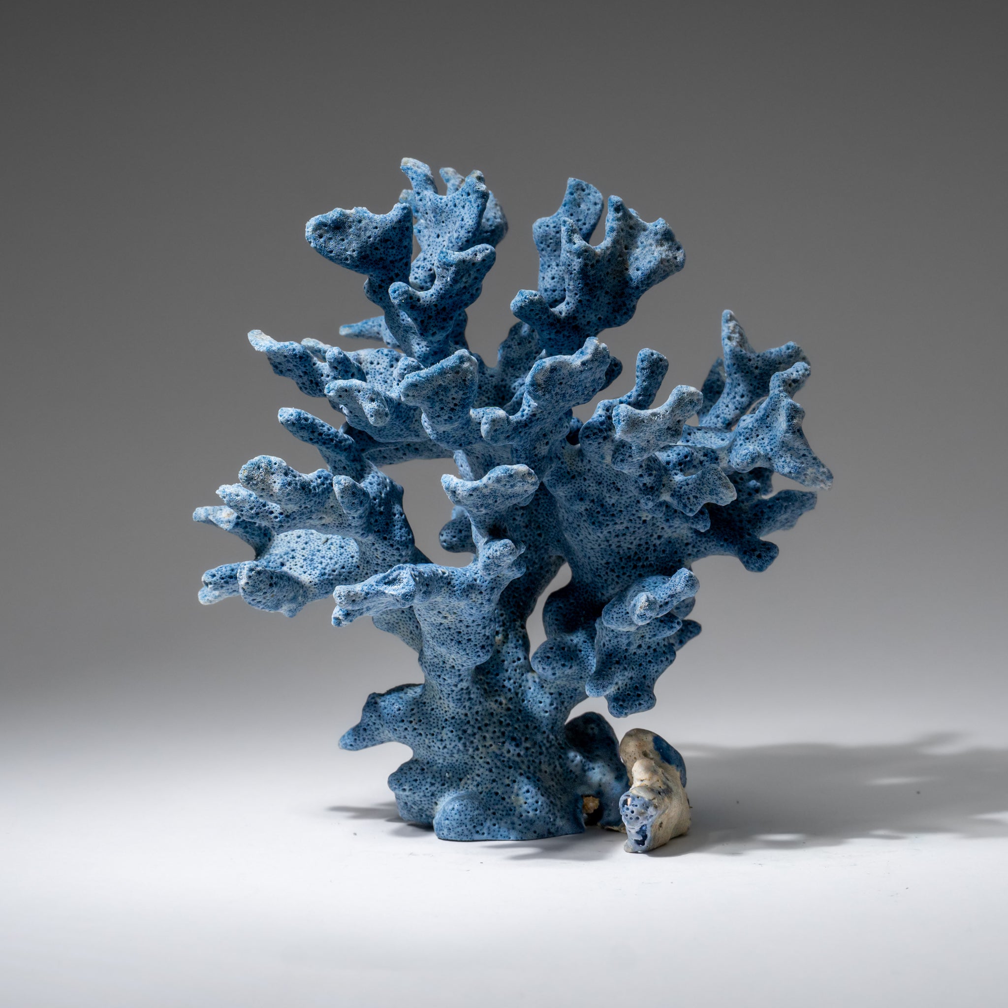 Genuine Blue Ridge Coral (6", .5 lbs)